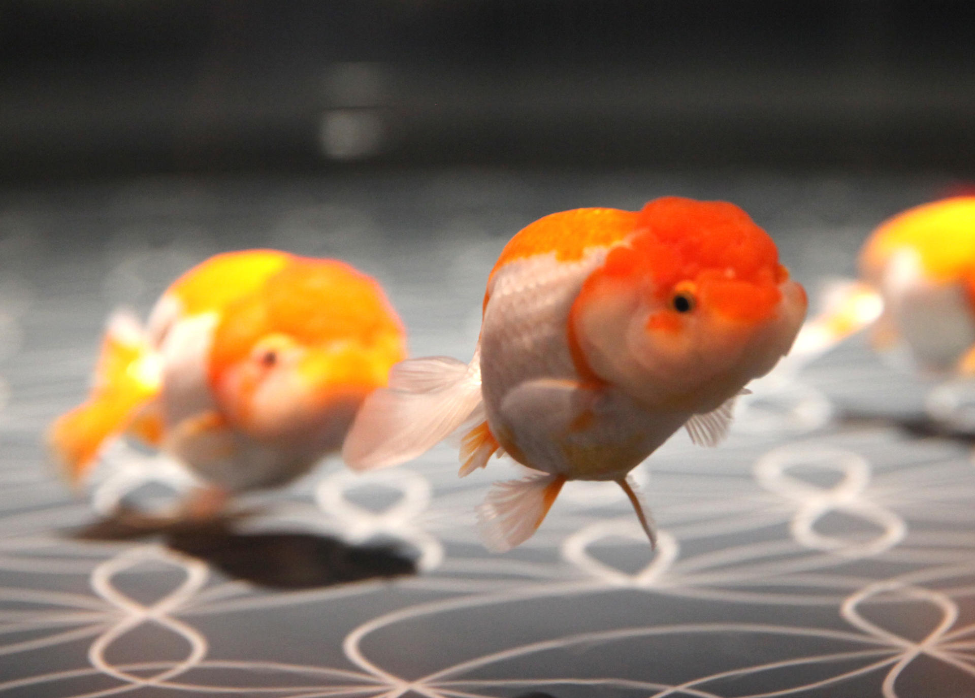 Sumida Aquarium Ticket in Tokyo - Thumbnail 8