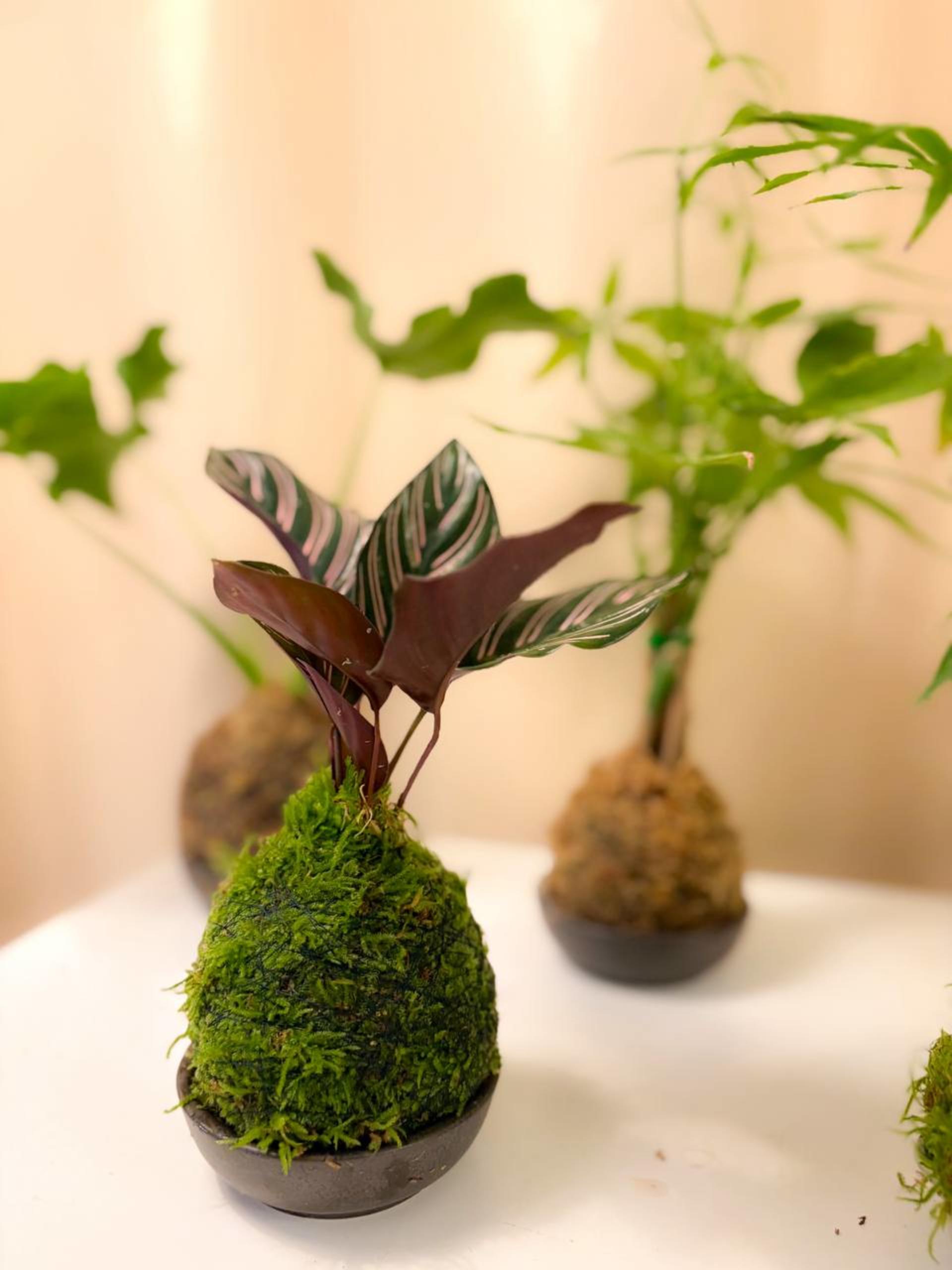 Kokedama Workshop - Thumbnail 31
