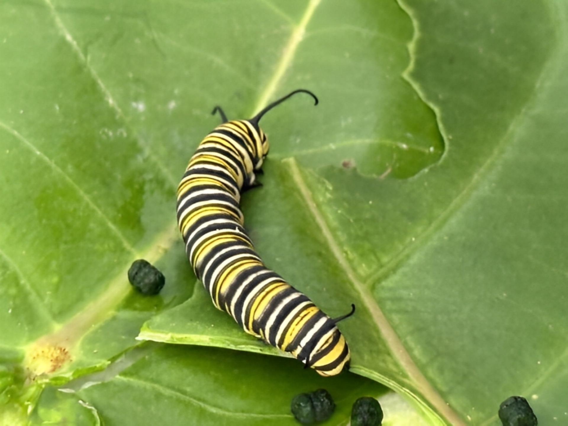 Haiku Butterfly Garden Tour - Thumbnail 5
