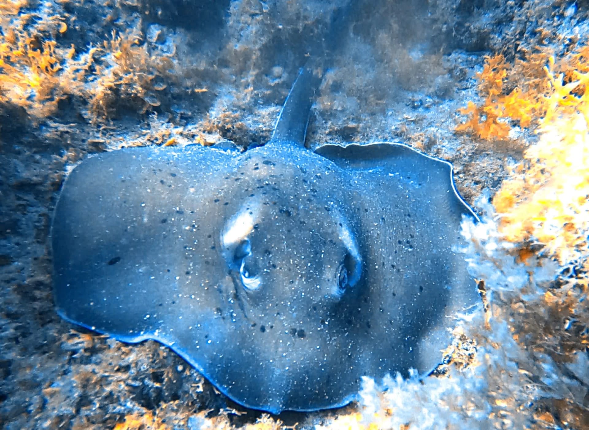 Gran Canaria's Coastal Discovery: Snorkeling Trip with PADI 5*Center - Thumbnail 2