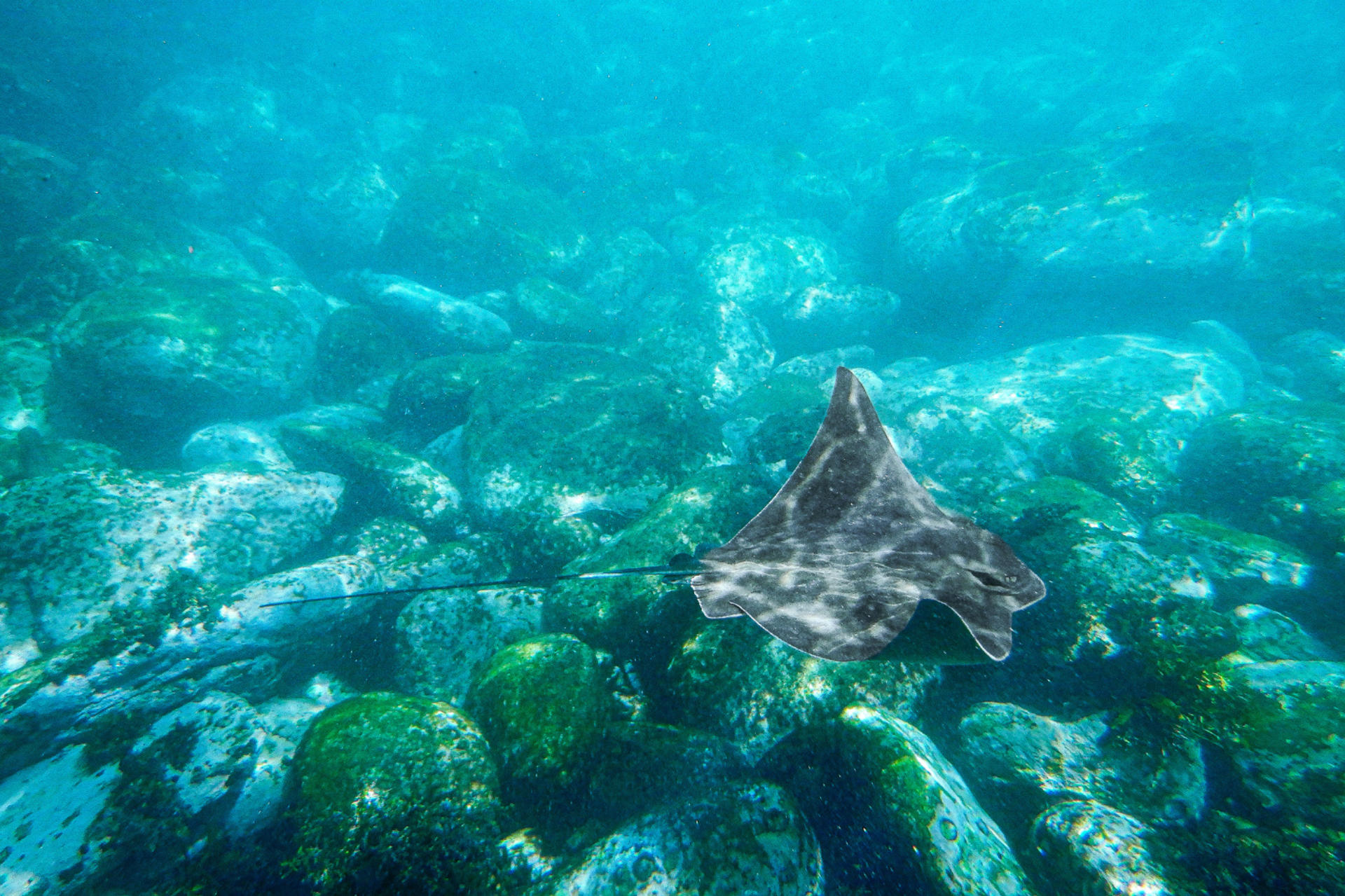 Family Snorkeling Tour with Private Guide In Sydney - Thumbnail 14