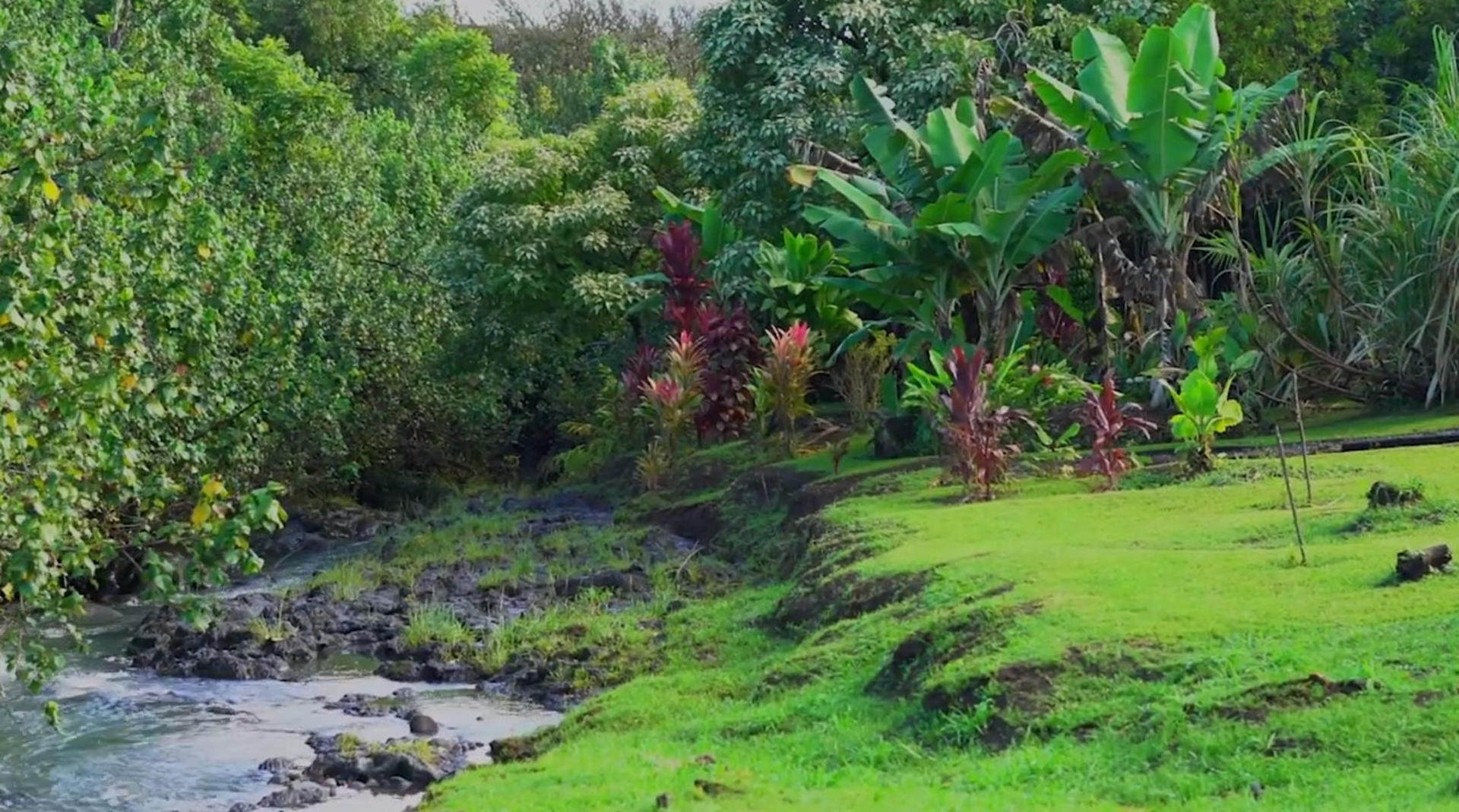 Hana Rainforest Helicopter Tour in Maui - Thumbnail 5