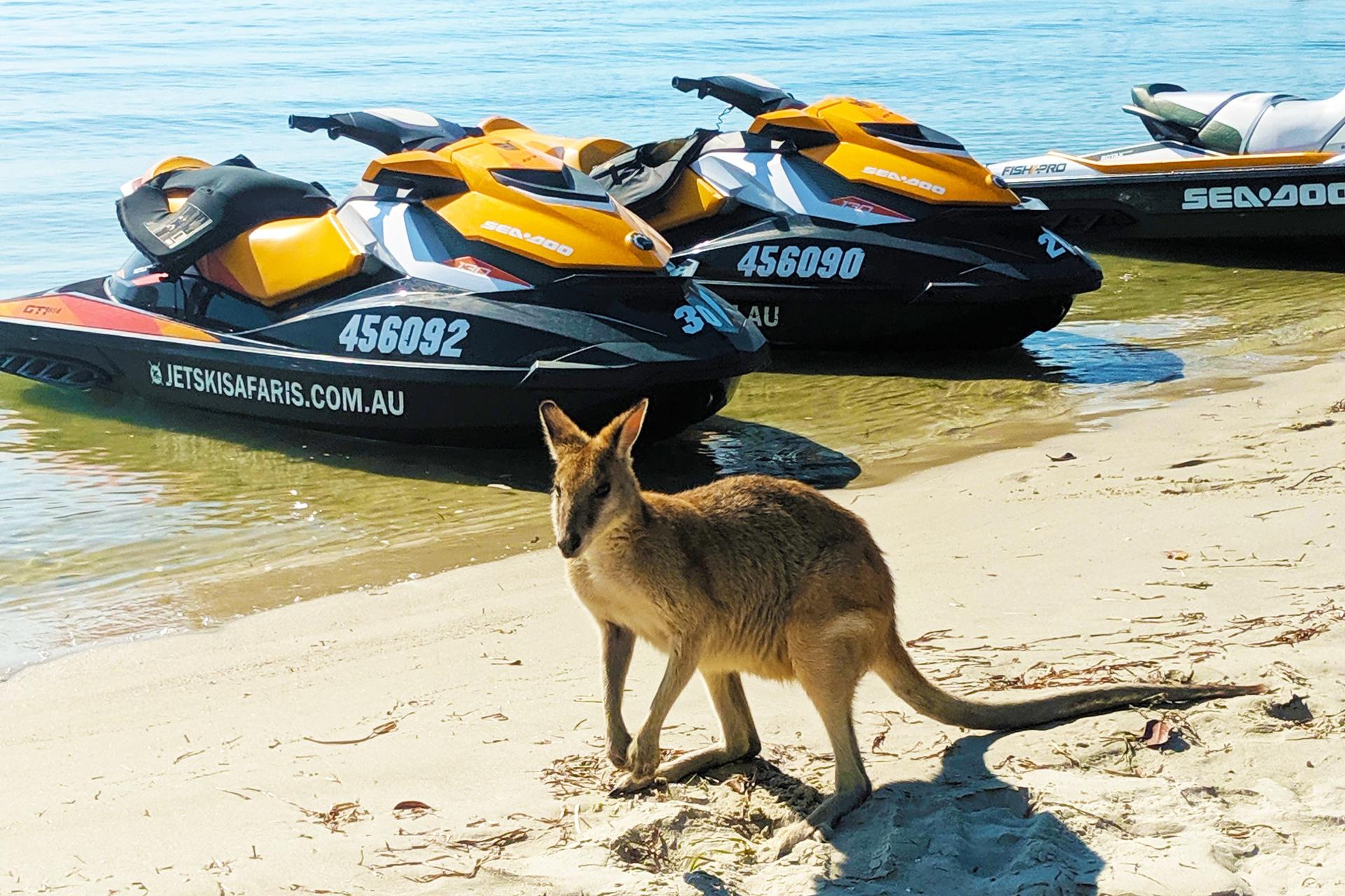 Jet Ski Safari and Island Tour on the Gold Coast - Thumbnail 5