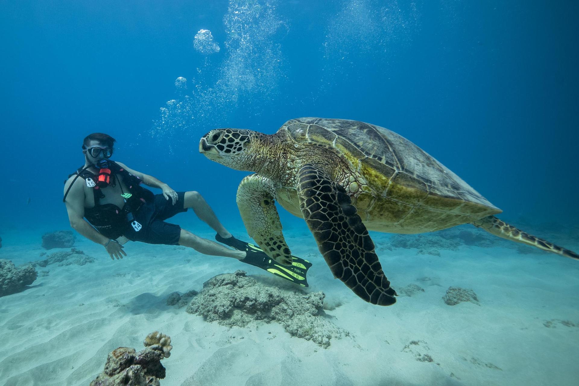 Honolulu Introductory Discovery Diving Experience - Image 1