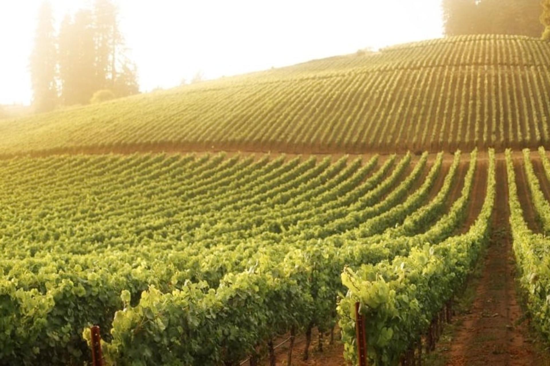 Small Group Sonoma Wine Country Tour from San Francisco - Thumbnail 3