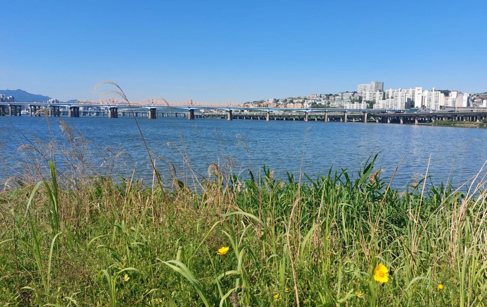 Slow Seoul: Riverside Walking & Mindful Tarot Reading - Thumbnail 2