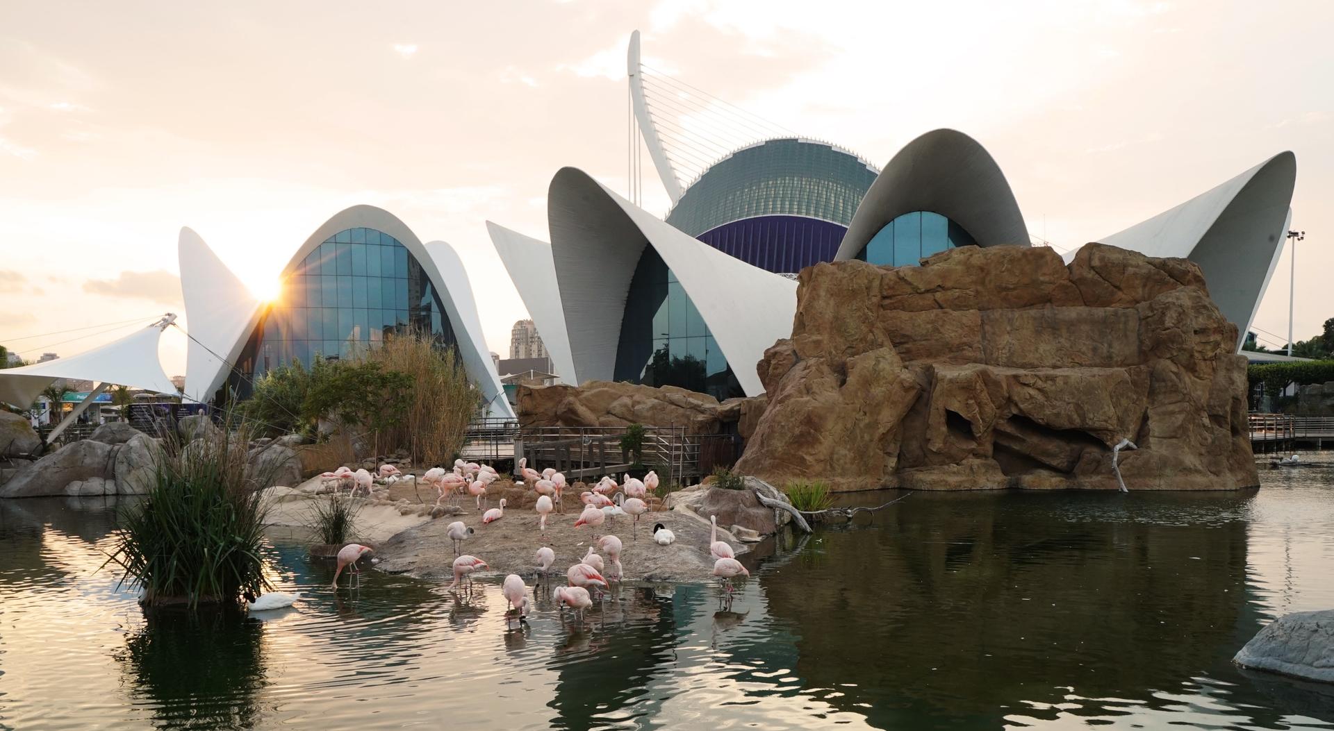 Oceanografic Aquarium Admission in Valencia - Thumbnail 7