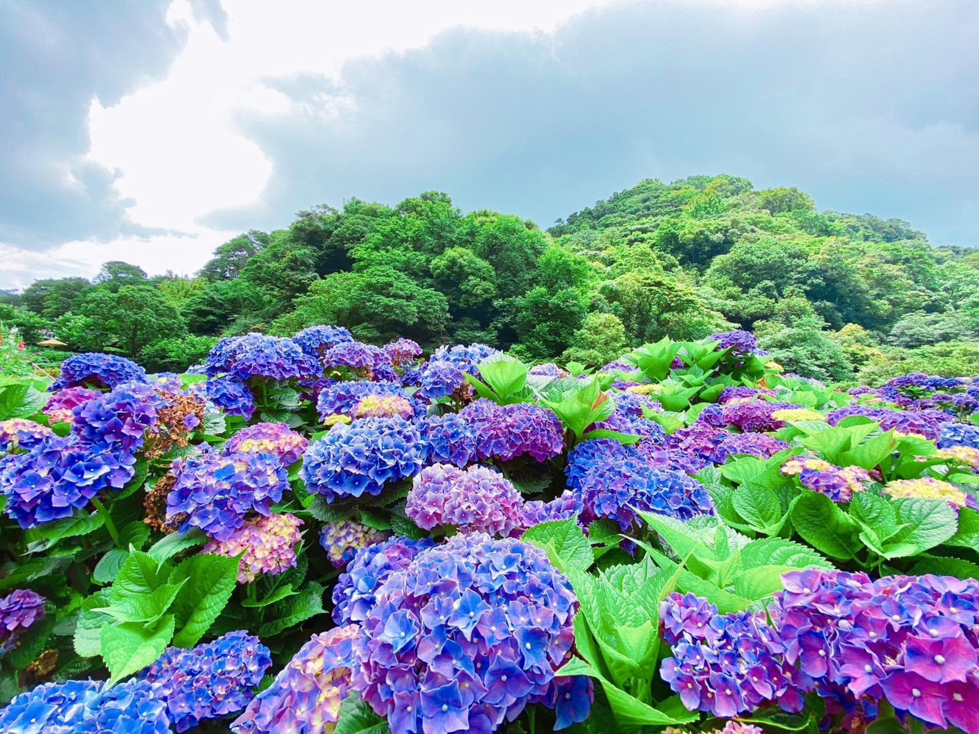Taipei Full-Day Yangmingshan & Yehliu Geology Tour - Thumbnail 7