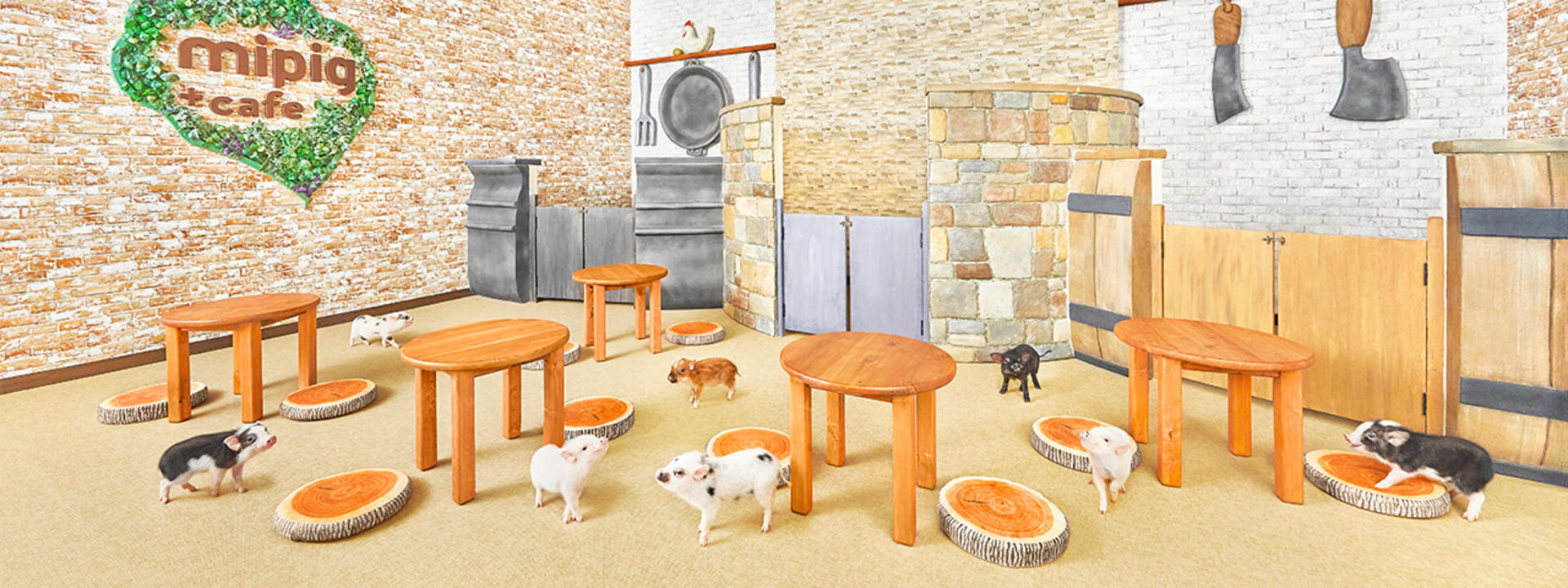 Micro Pig Cafe Experience in Nagoya - Thumbnail 2