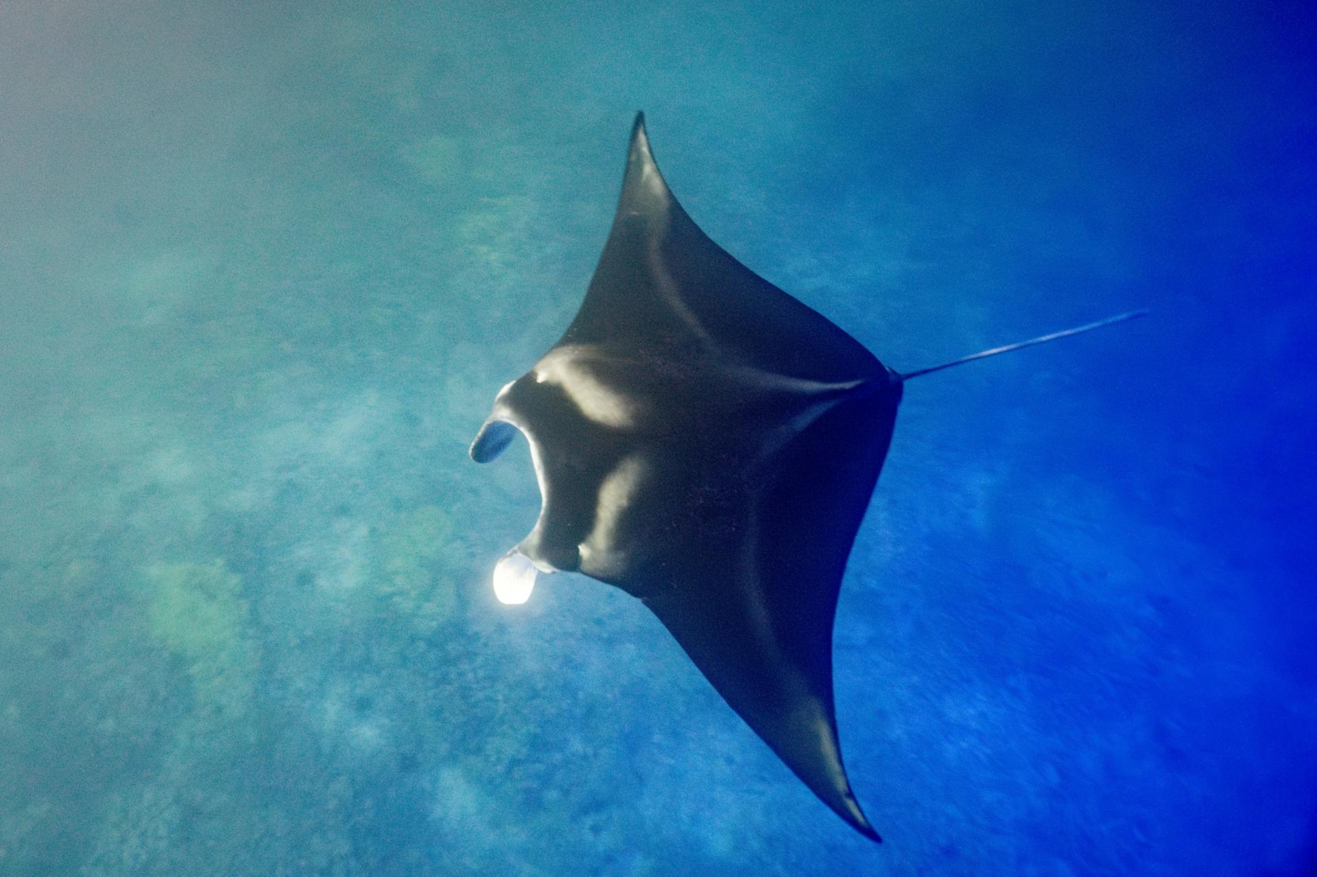 Sunset and Manta Ray Snorkel Experince - Thumbnail 5
