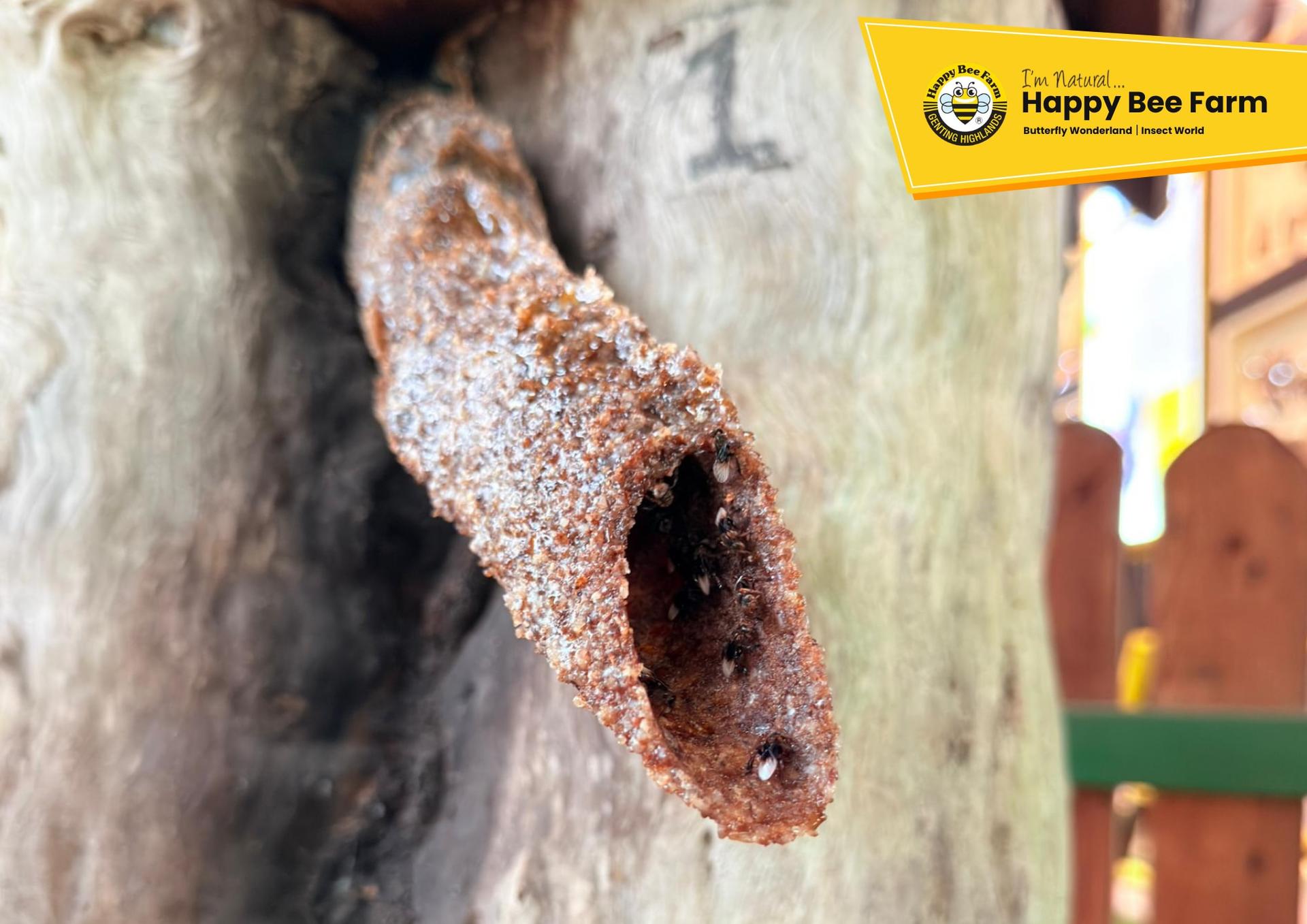 Happy Bee Farm Admission Ticket in Genting Highlands - Thumbnail 8