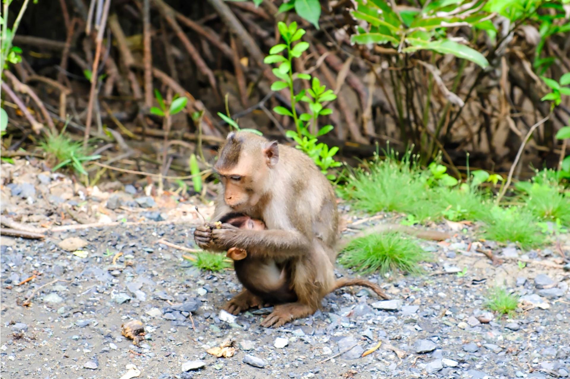 Can Gio Mangrove Forest & Vam Sat Ecotourism Tour - Thumbnail 5
