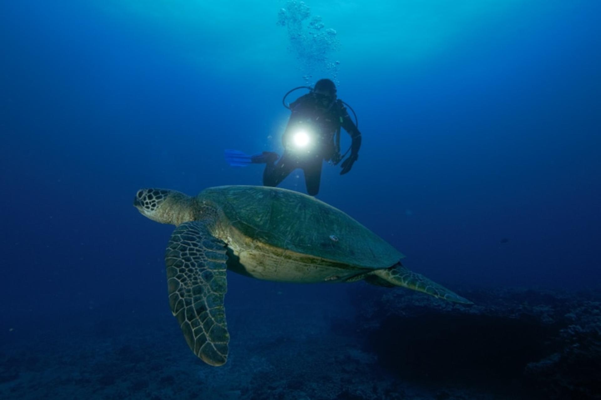 Night Dive Experience in Oahu - Image 1