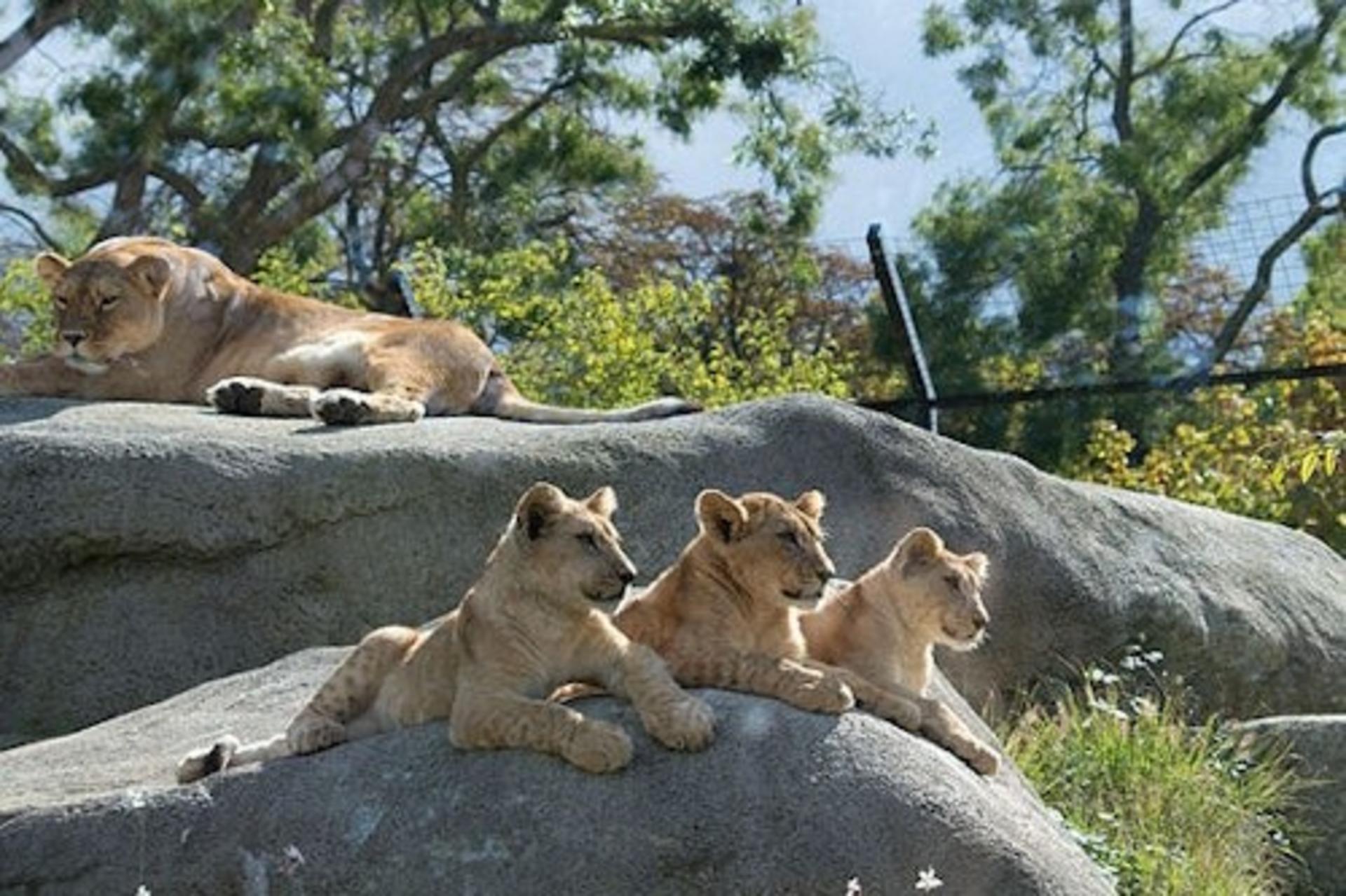 Parc Zoologique de Paris Admission in Paris - Image 1