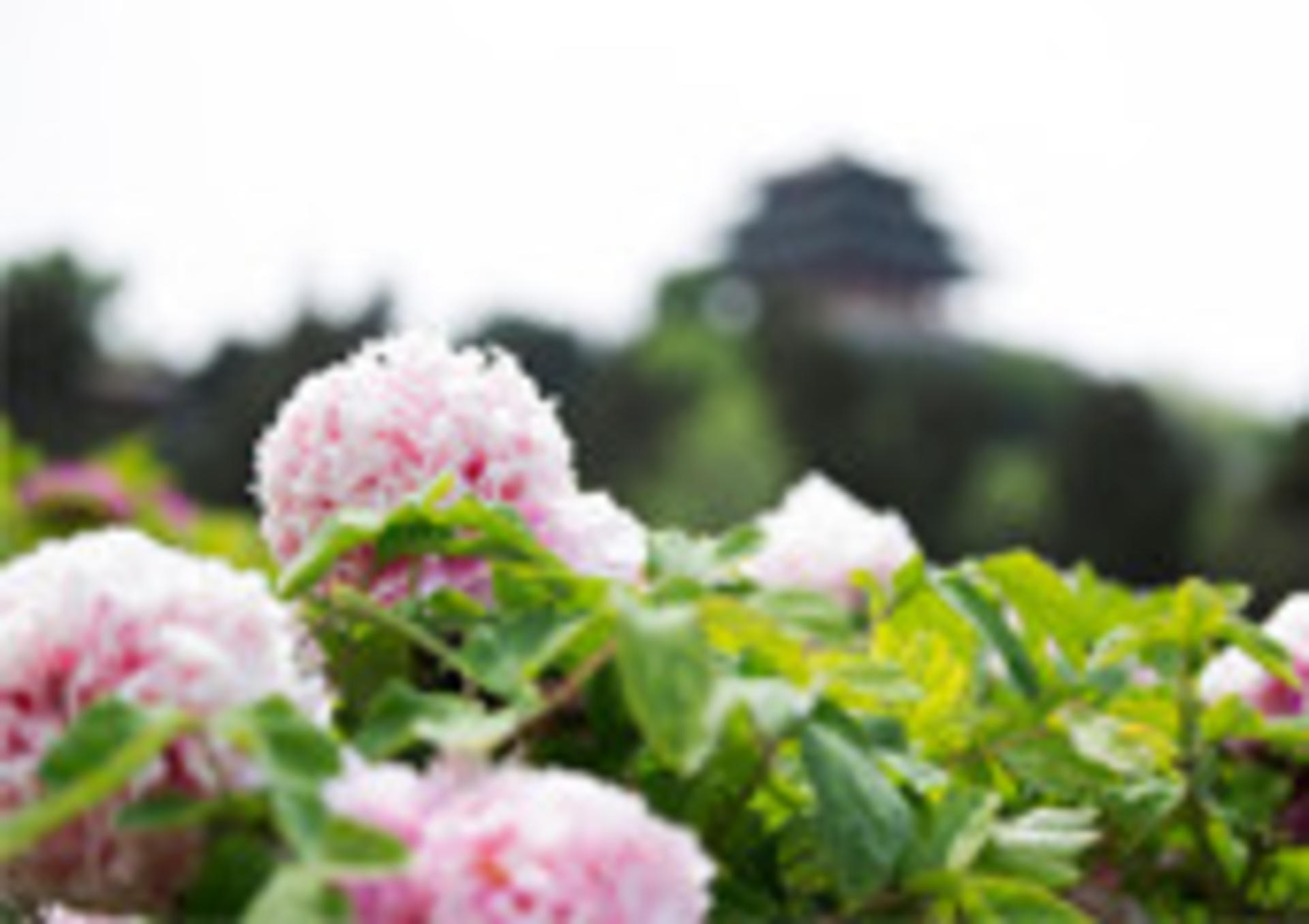 Jingshan Park Tickets - Thumbnail 6