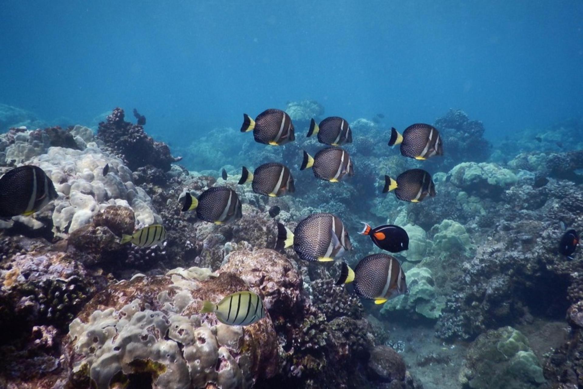 West Maui Snorkeling Experience in Hawaii - Thumbnail 2