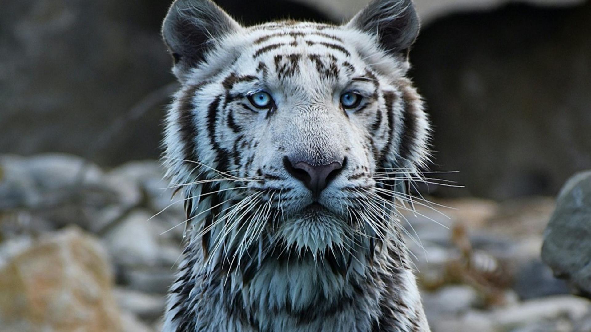 Barben Animal Park ticket  - Image 1