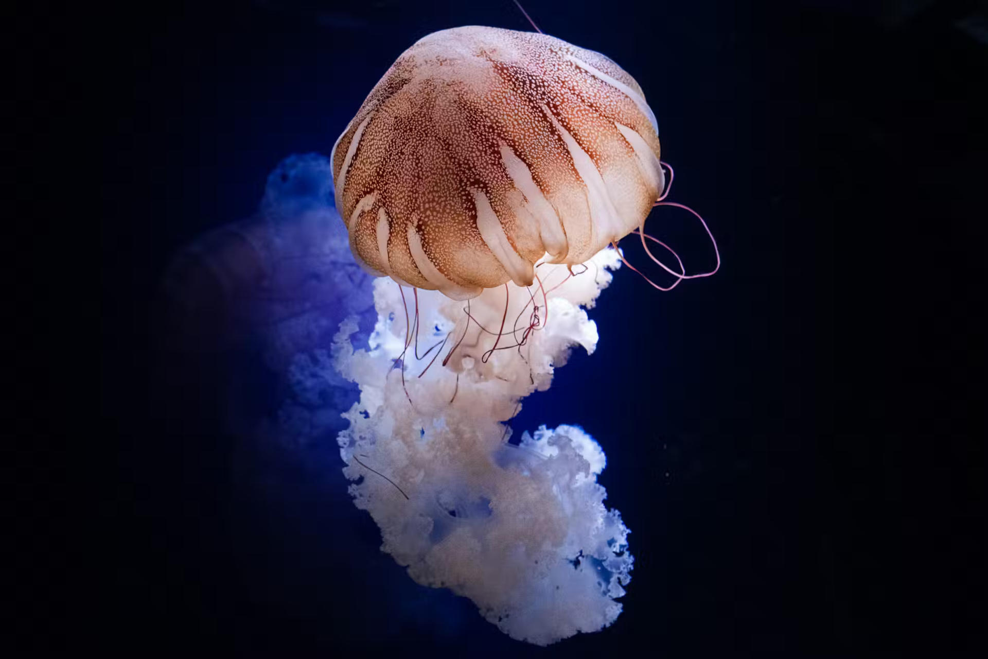 Aquarium de Paris Admission in Paris - Image 1