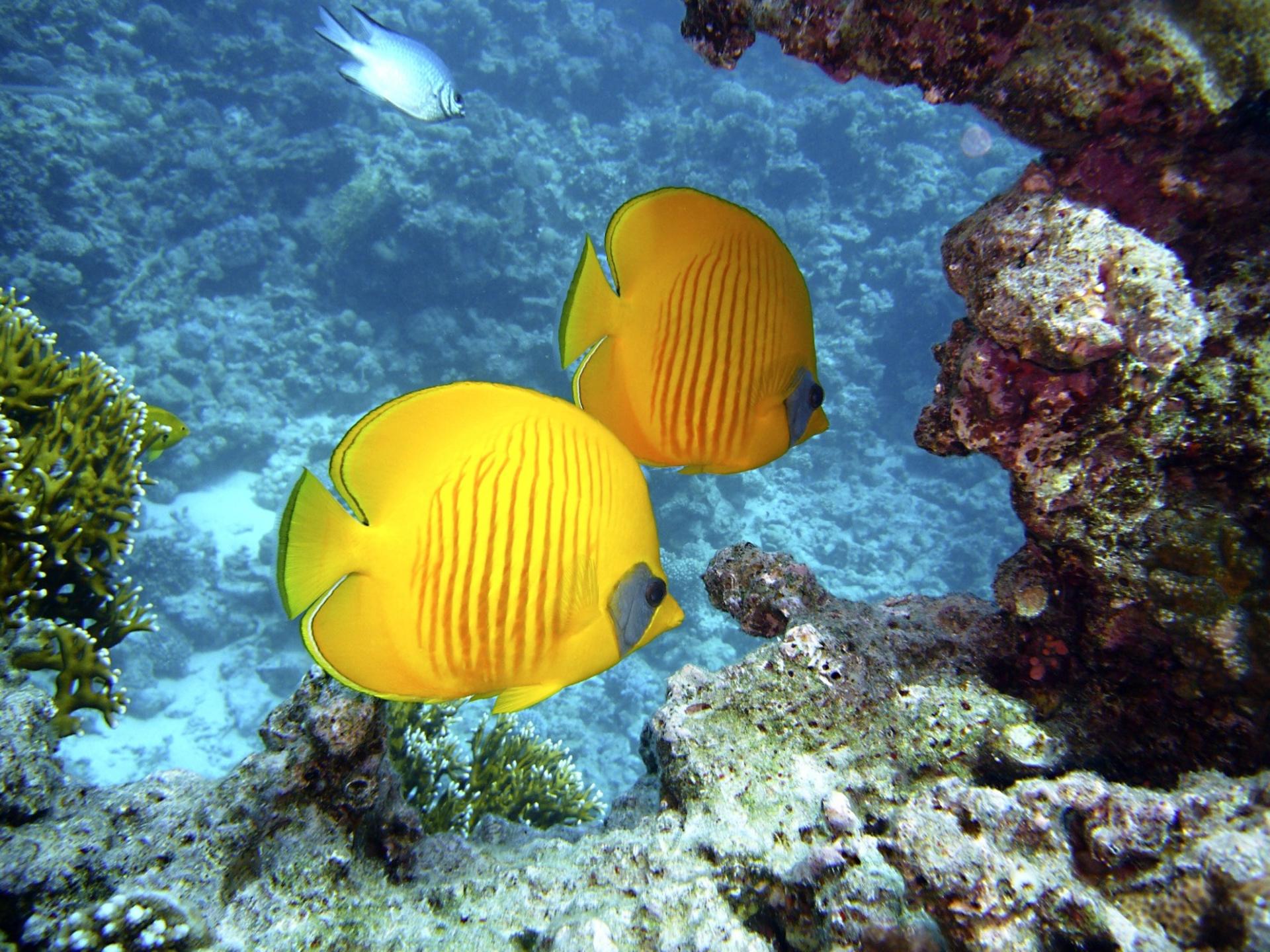 New Taipei City, Gongliao Longdong Diving Experience, No License R
