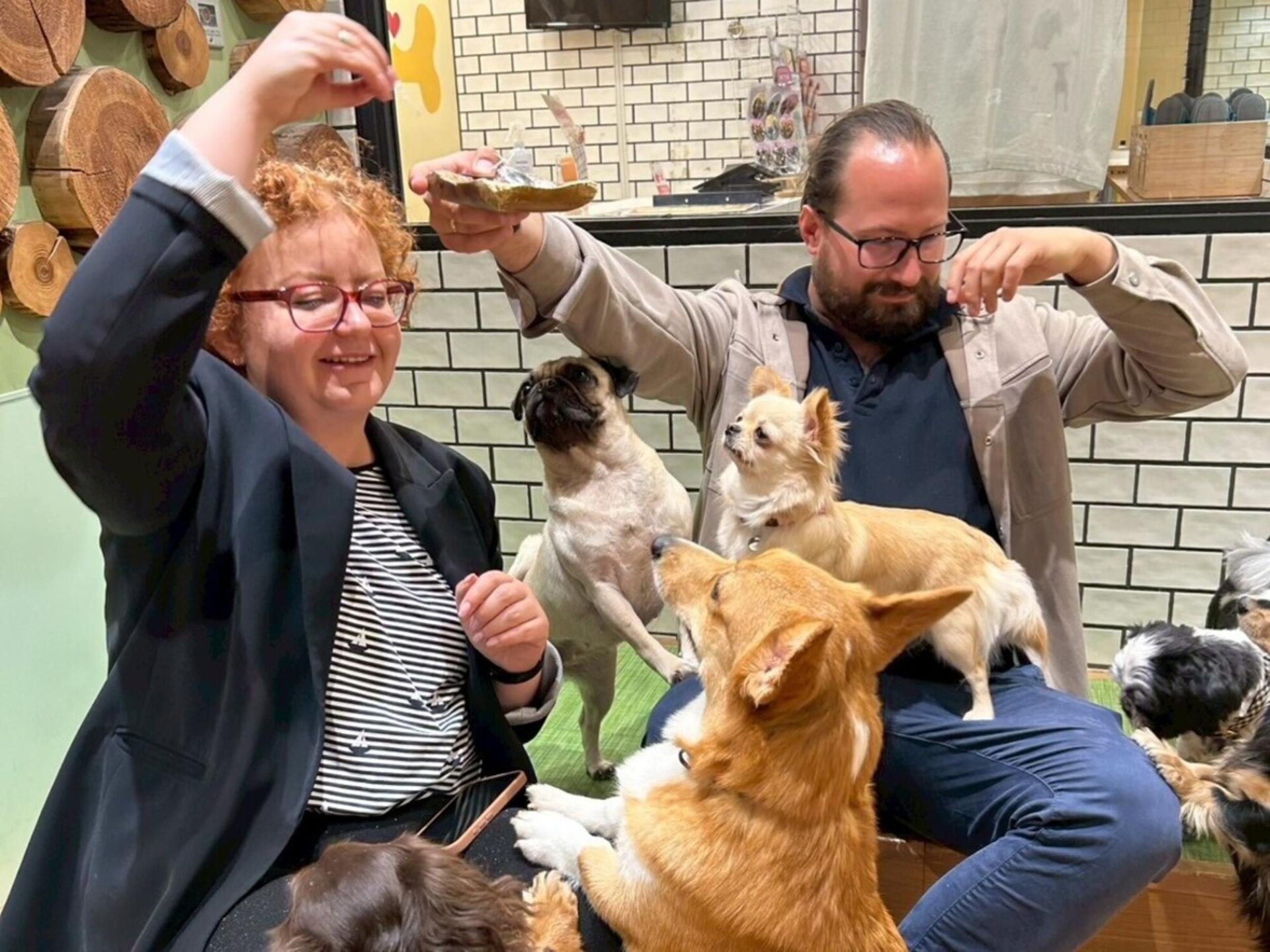 Play with Dogs at Dog Cafe Rio Shinjuku [Dog Cafe Rio Shinjuku] - Image 1