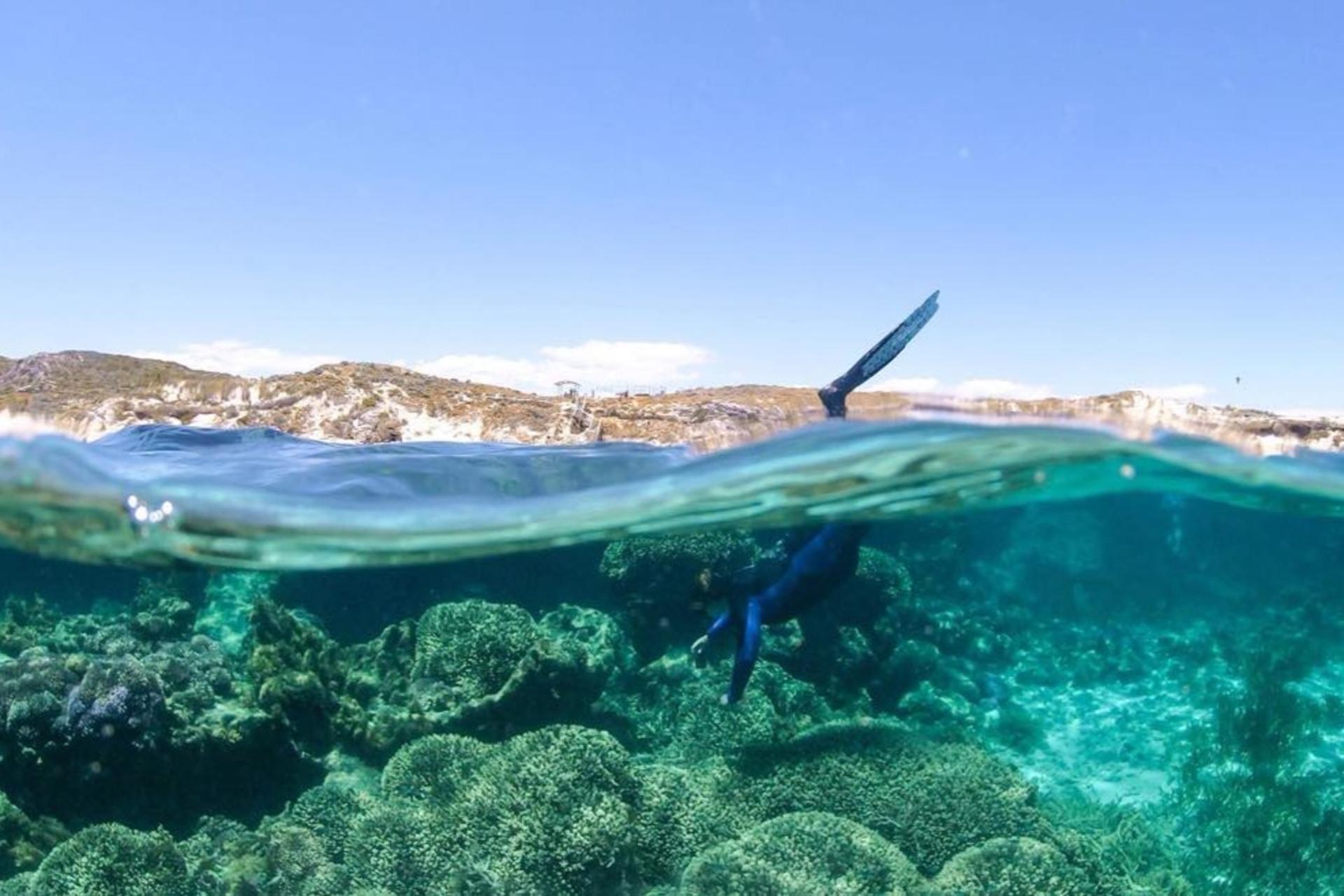 Rottnest Island Guided Snorkelling Tour - Thumbnail 13