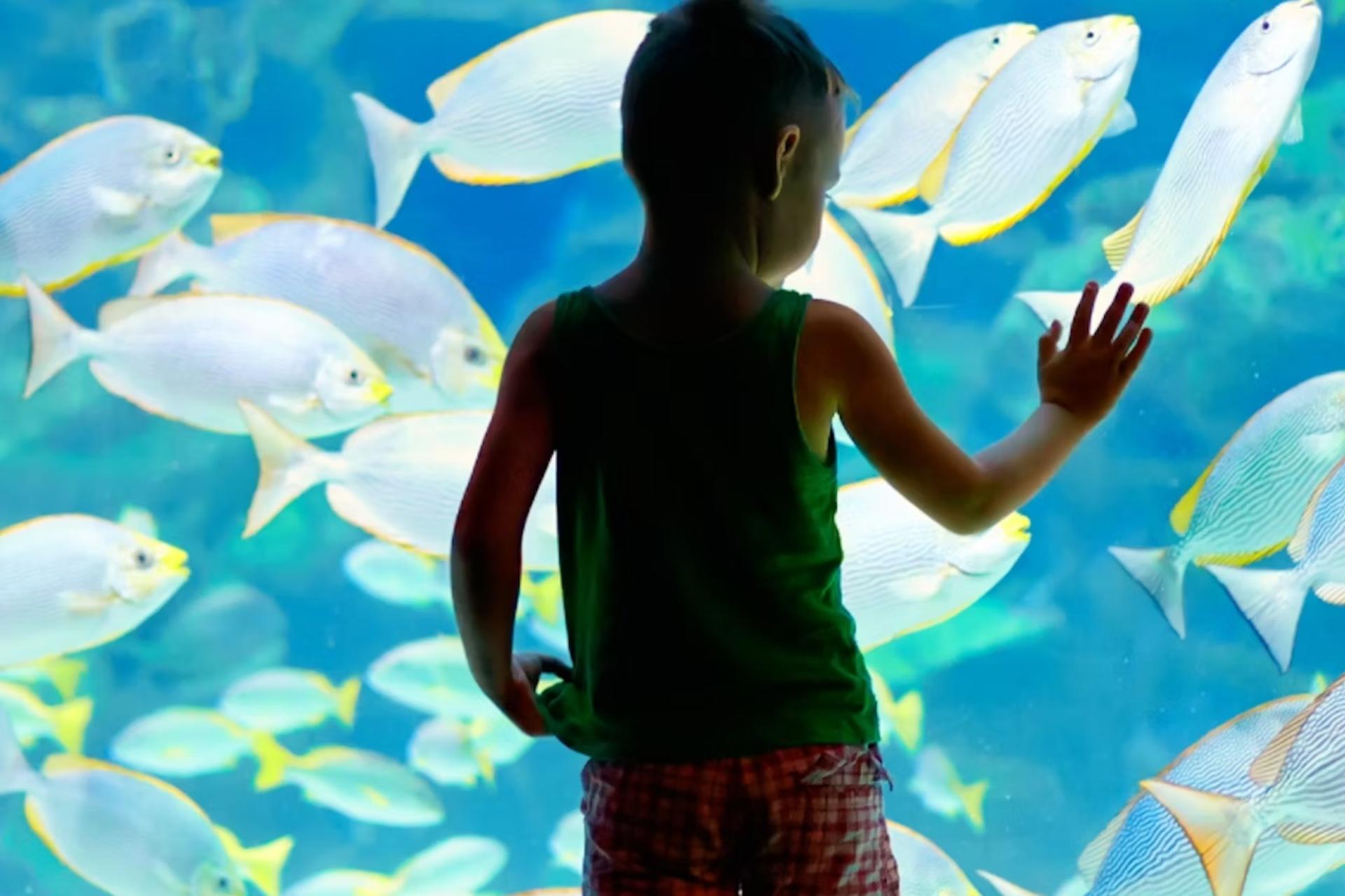 Lanzarote Aquarium ticket - Thumbnail 4