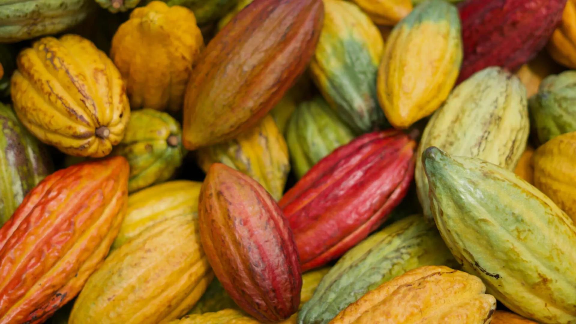 Maui Ku'ia Estate Cacao Farm Tour in Lahaina - Thumbnail 4
