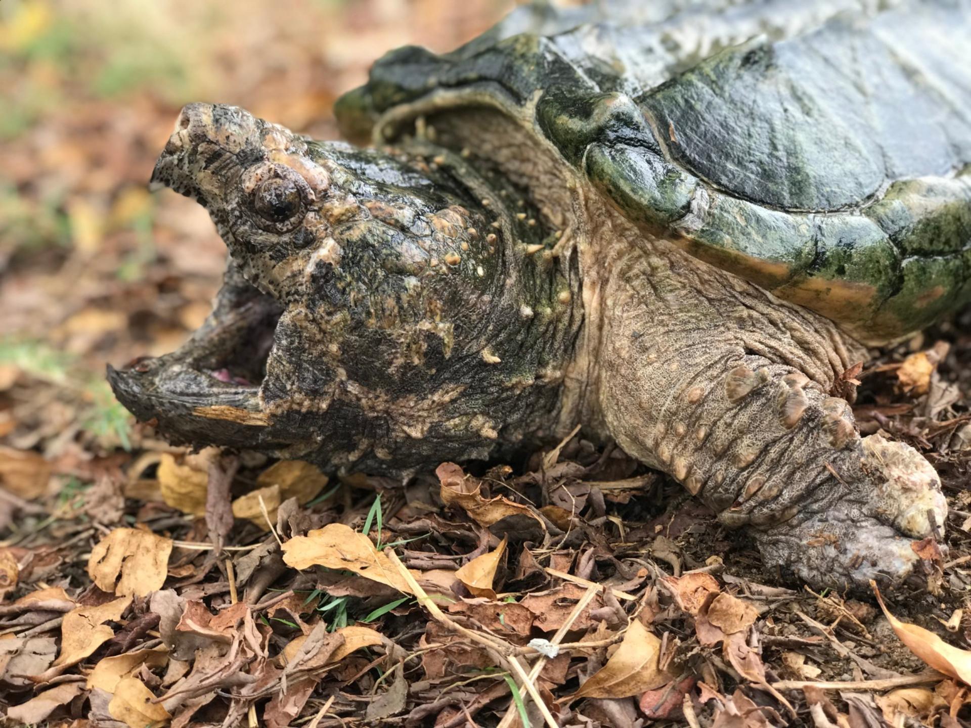 Live Turtle Museum Tickets in Singapore - Thumbnail 2