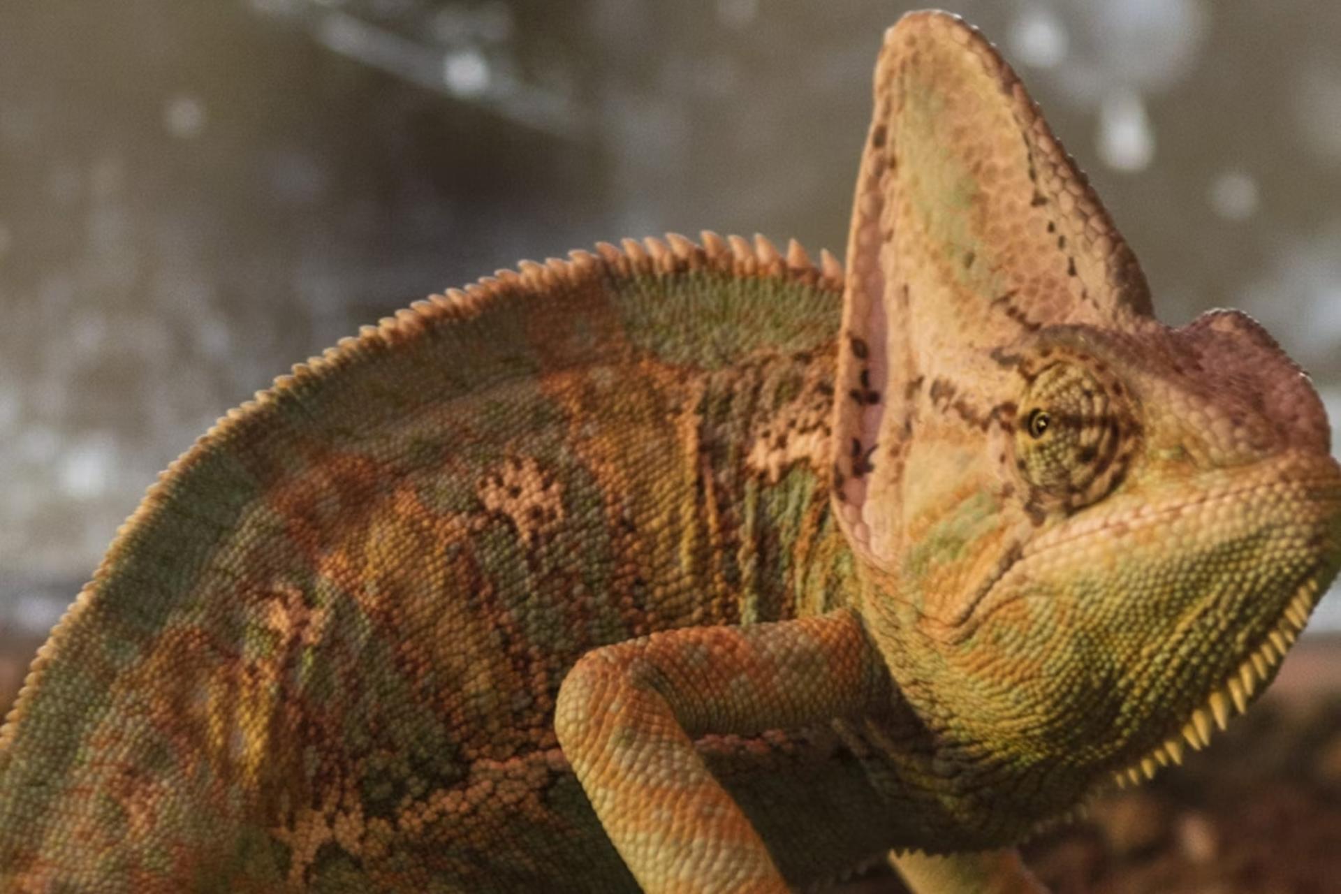 Crocodile Park ticket in Torremolinos - Thumbnail 4