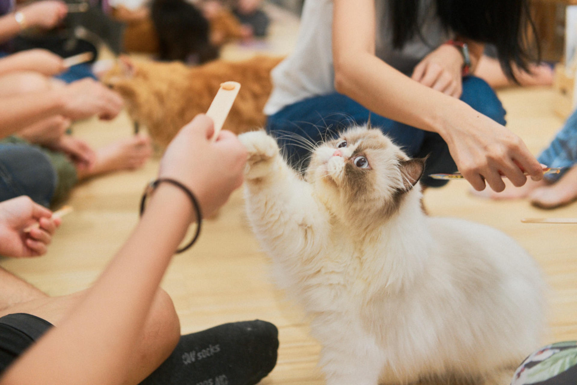 Art Jamming with Cats by Wildflower Studio - Image 1