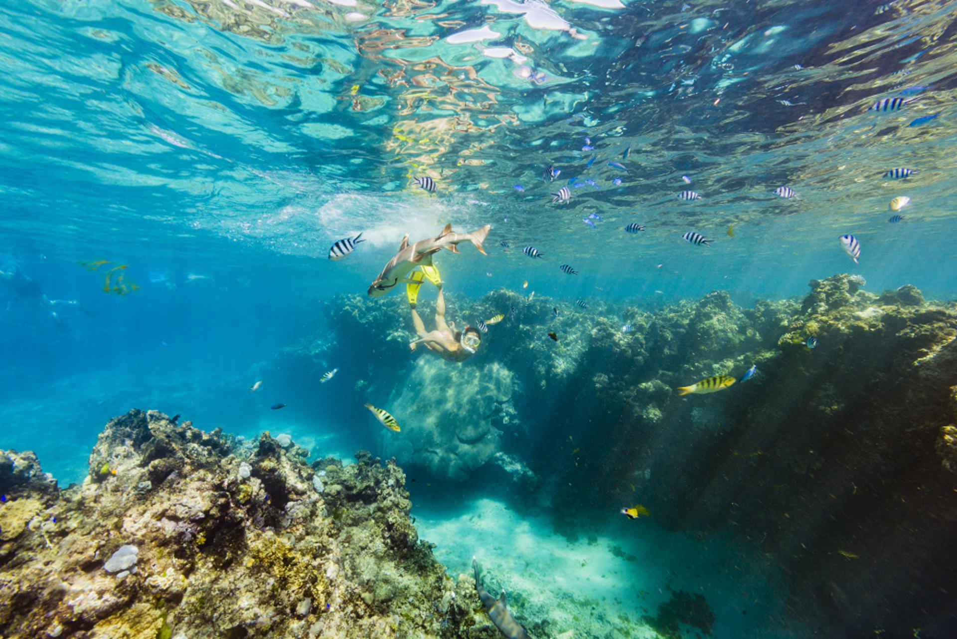 Ultimate Encounter Snorkel with Sharks in Fiji - Thumbnail 2