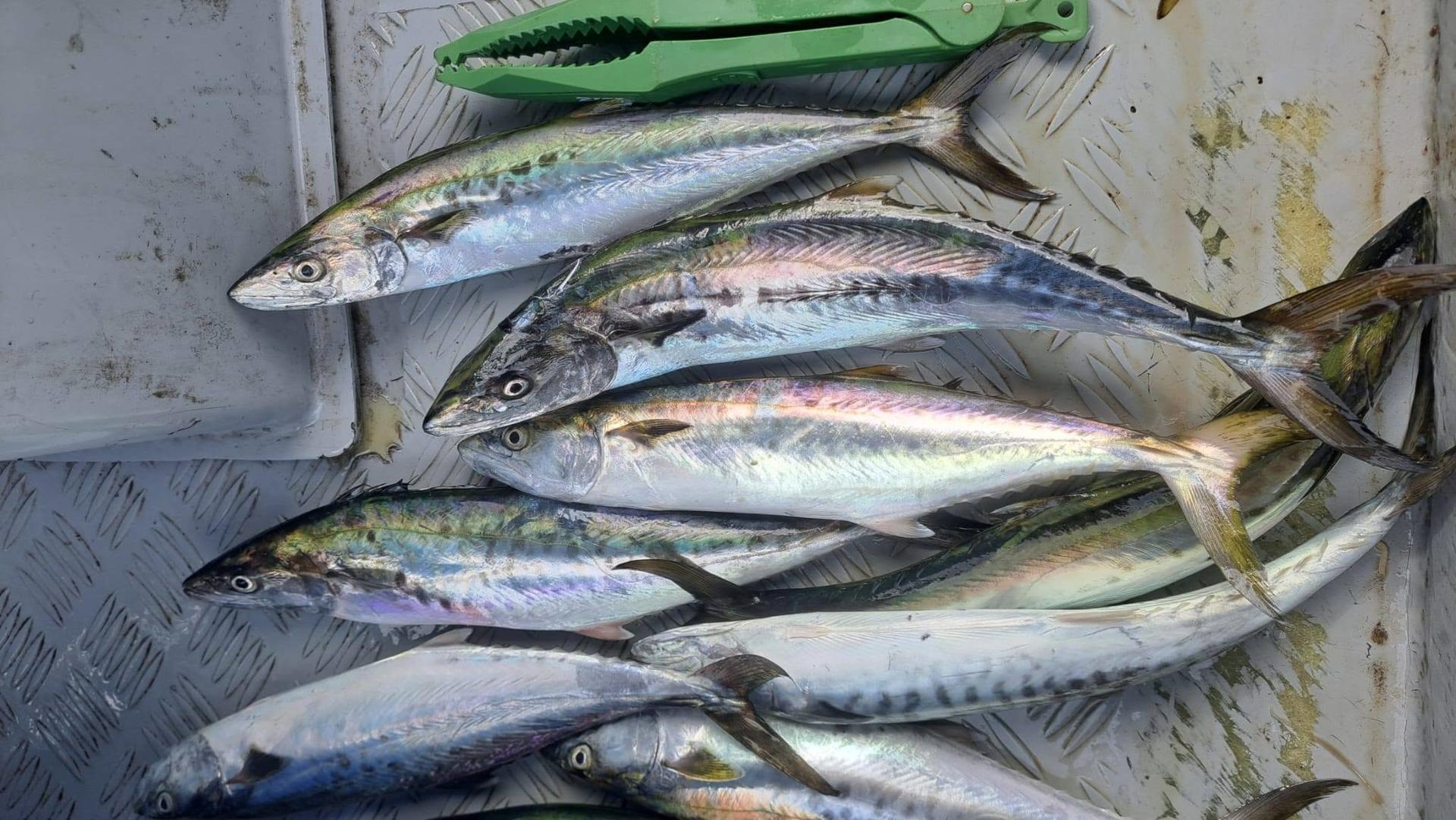 Ji Son Fishing Hong Kong Water Private Boat Fishing Group - Thumbnail 9