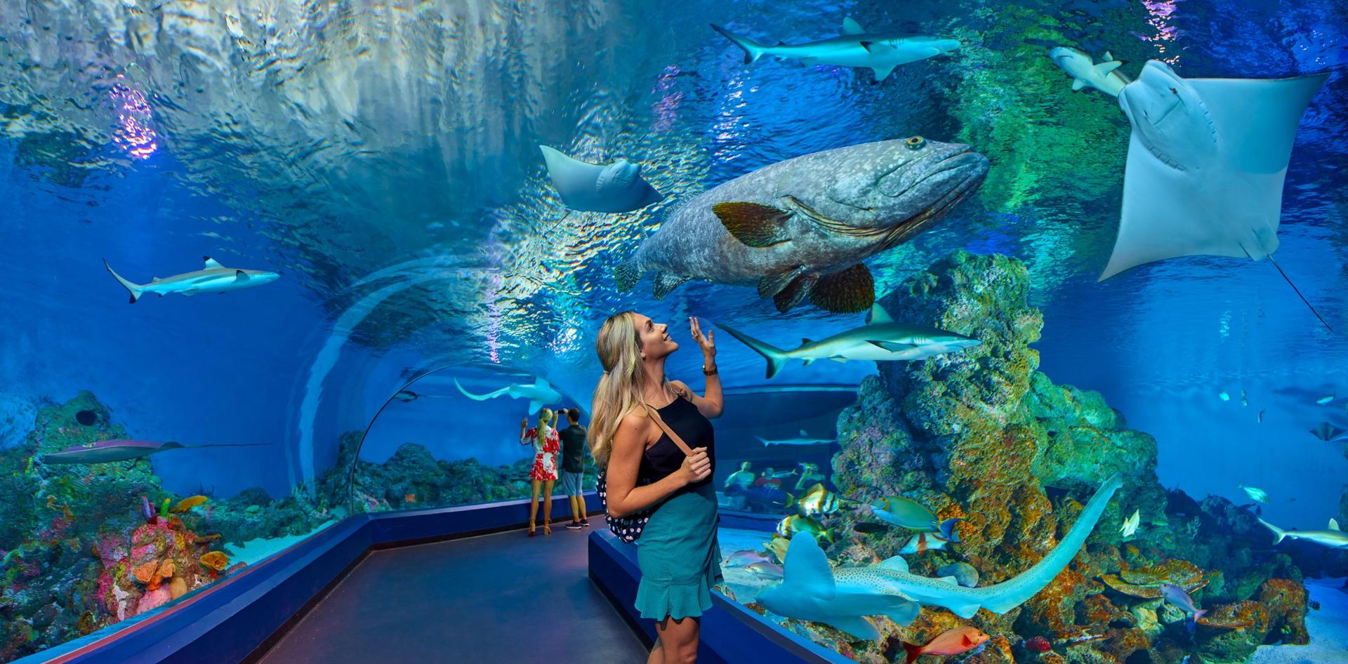 Cairns Aquarium Ticket - Thumbnail 21