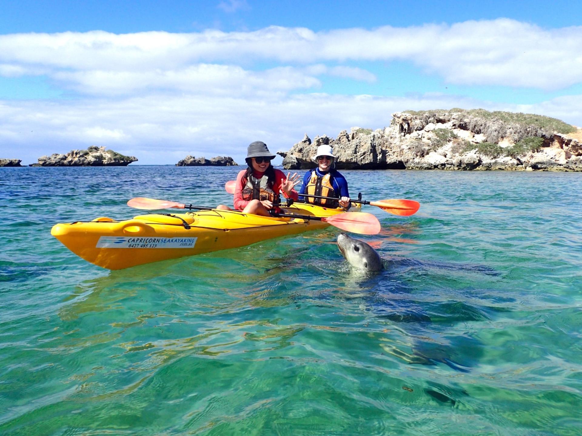 Penguin and Seal Island Sea Kayak Tour from Perth - Image 1