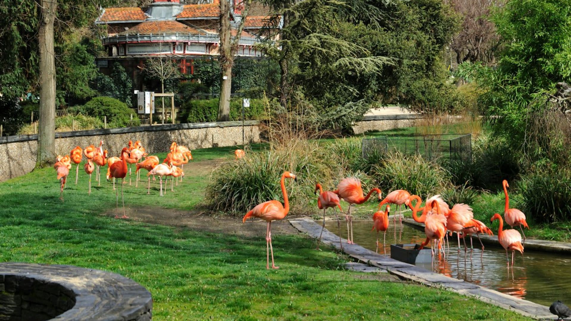 Menagerie, the Jardin des Plantes Zoo ticket in Paris - Thumbnail 6