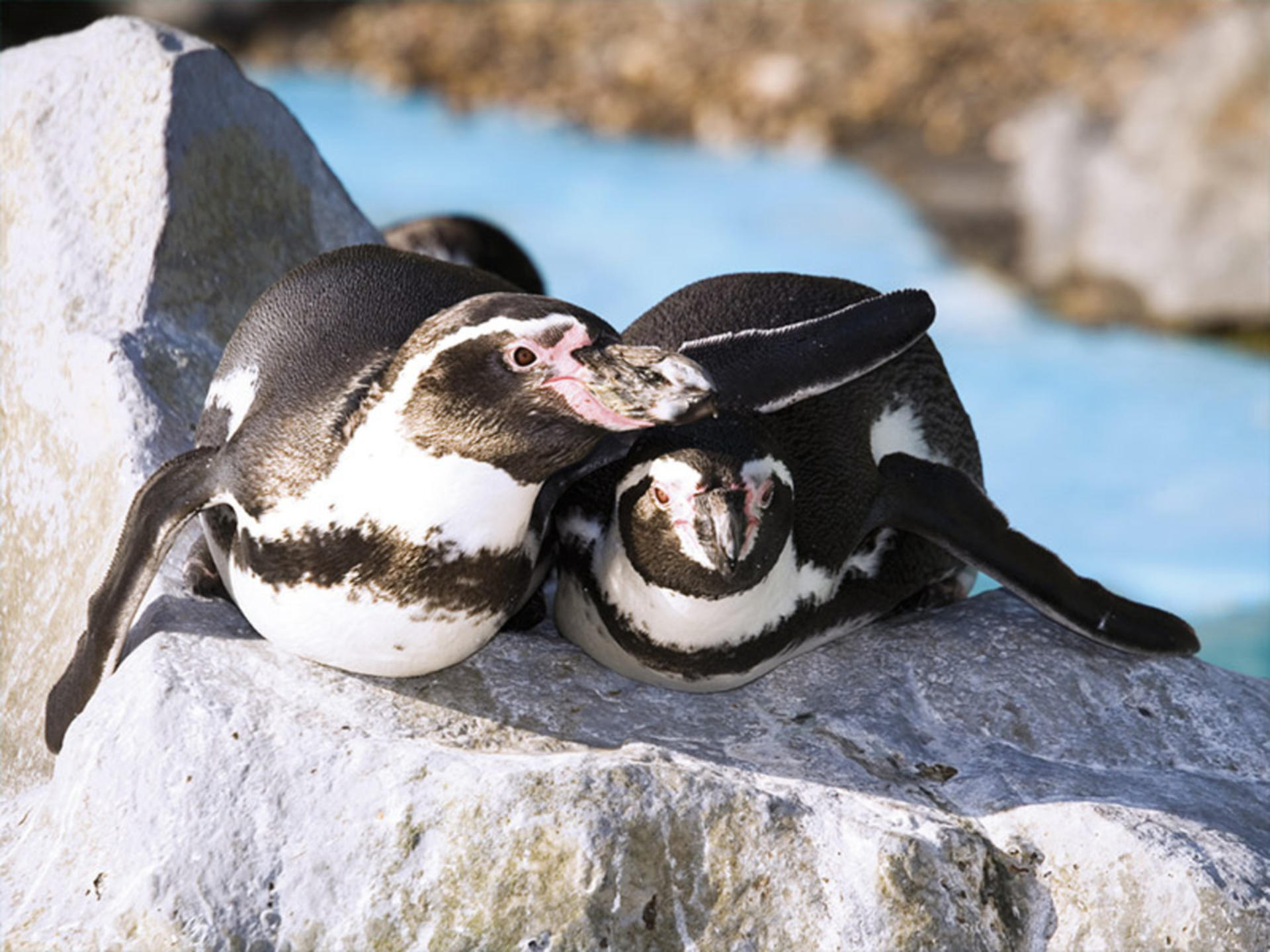 Sea Life Park Hawaii Ticket - Thumbnail 3