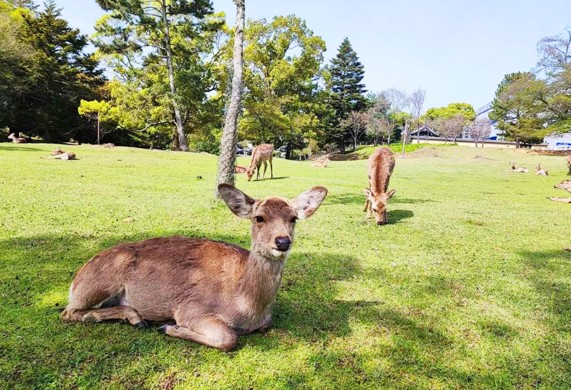 Classic Panoramic Tour: A Day Trip to Kyoto and Nara to Encounter Adorable Deer - Thumbnail 11