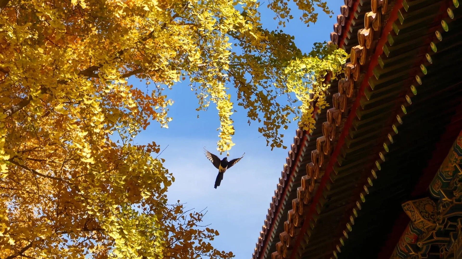 Beijing Mutianyu Great Wall & Forbidden City  Day Tour - Thumbnail 26