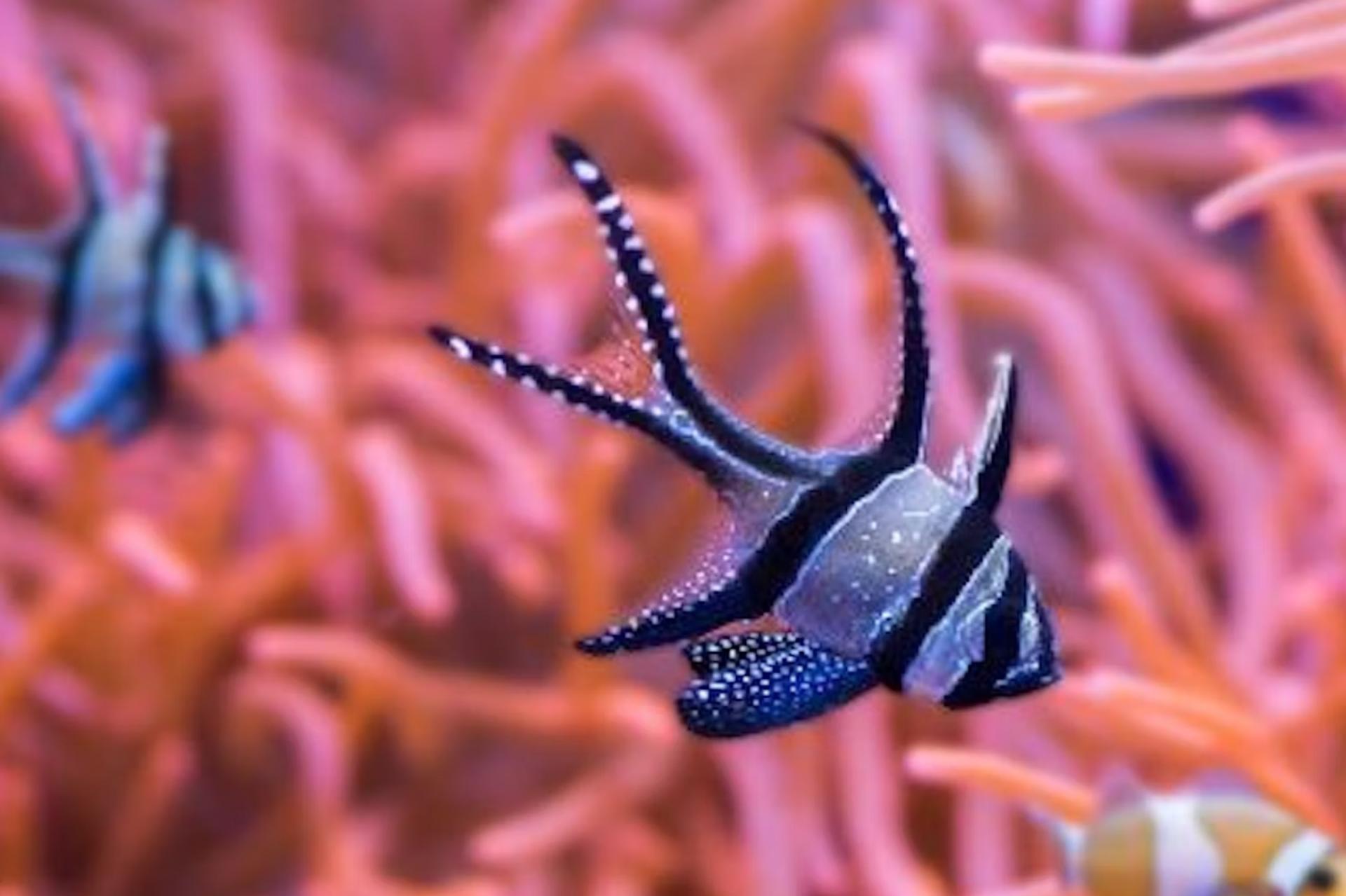 Seville Aquarium Ticket in Spain - Thumbnail 5