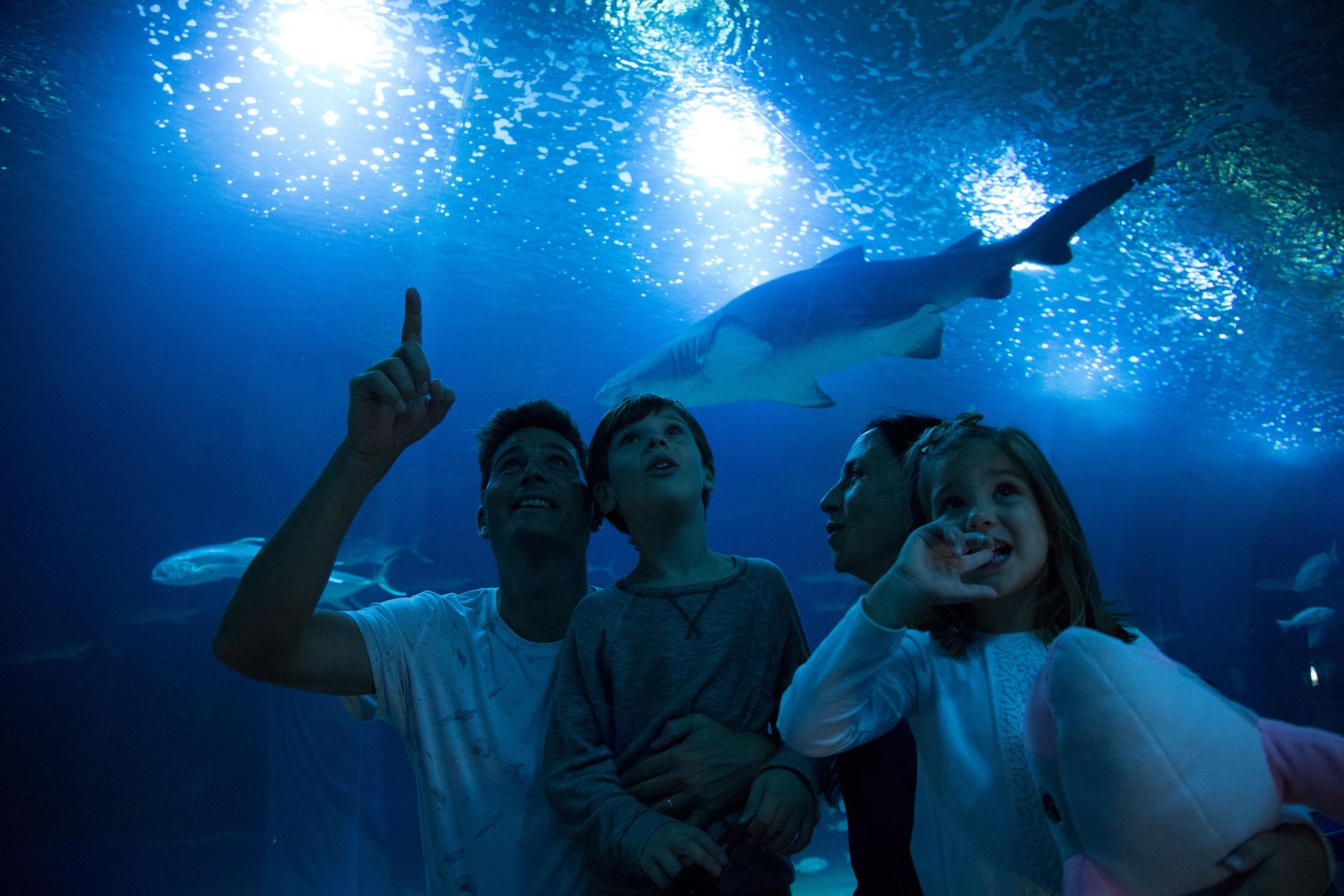 Oceanografic Aquarium Admission in Valencia - Thumbnail 8