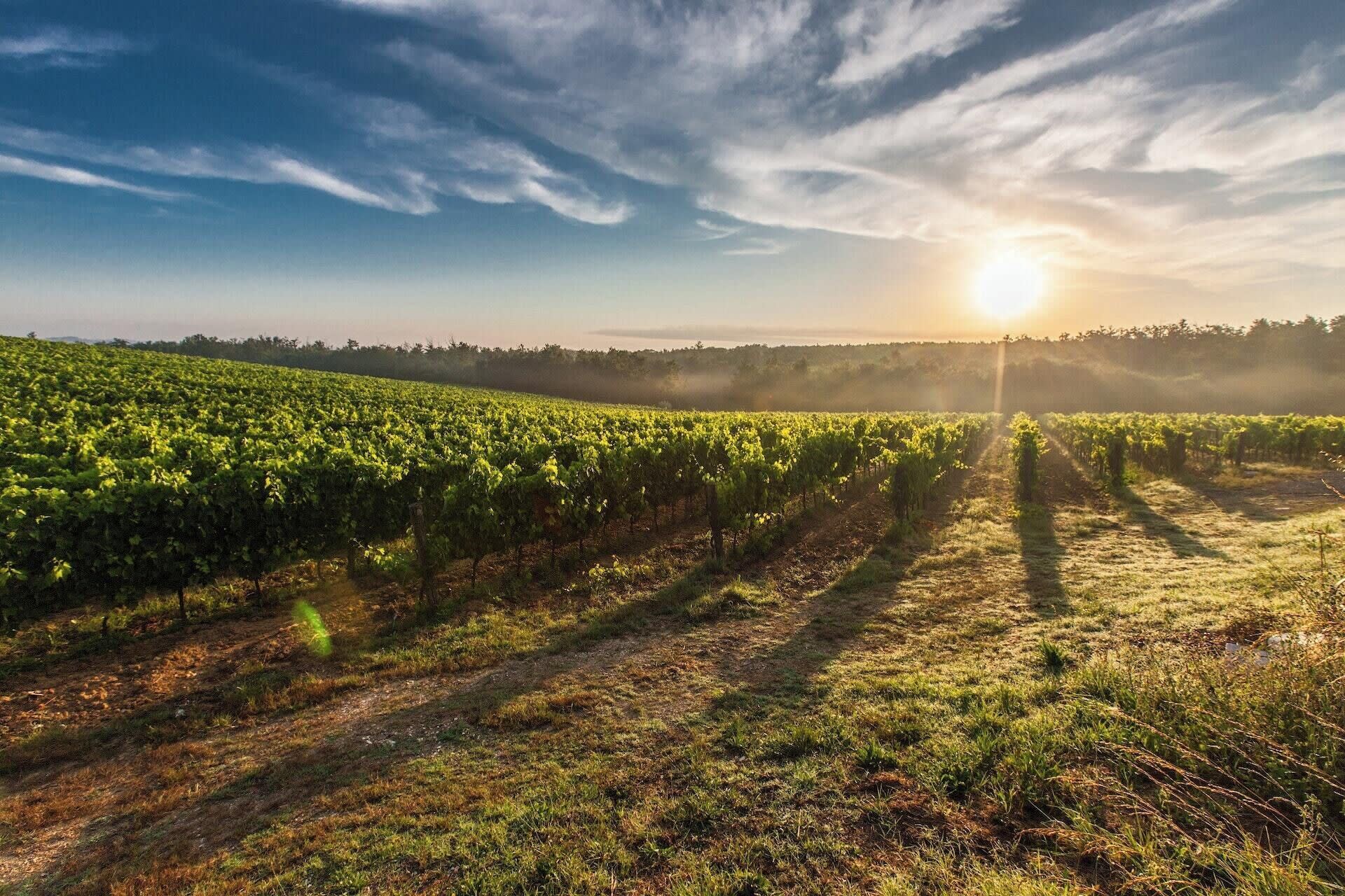 Chianti Sunset Wine Tasting Experience from Florence - Image 1