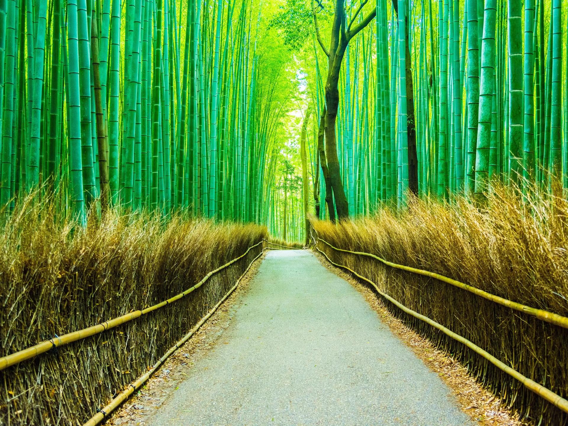 Arashiyama Gourmet Coupon + Randen 1 Day Free Ticket - Thumbnail 9