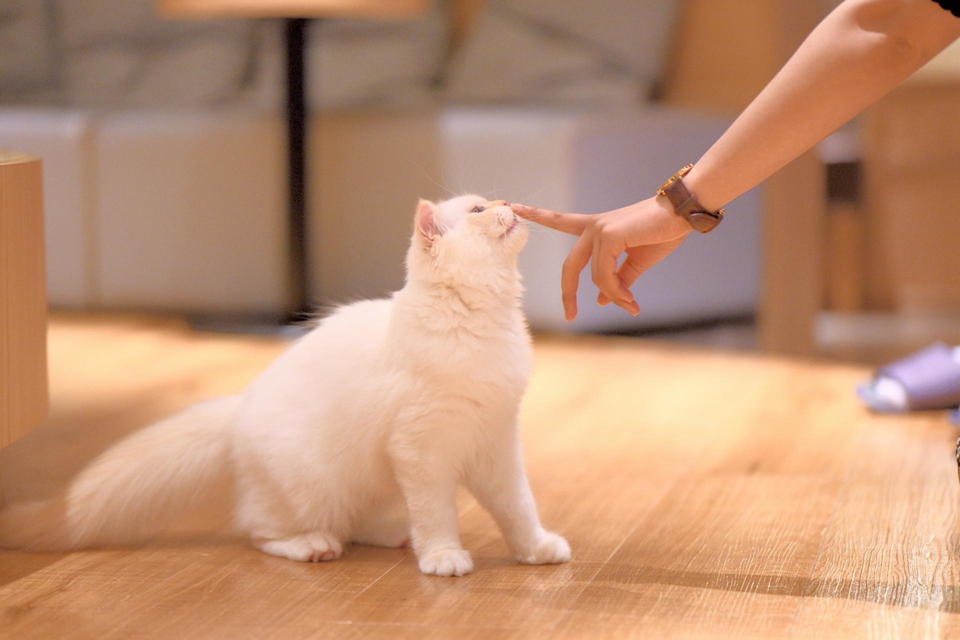 Cat Cafe MOCHA in Shinjuku - Thumbnail 5