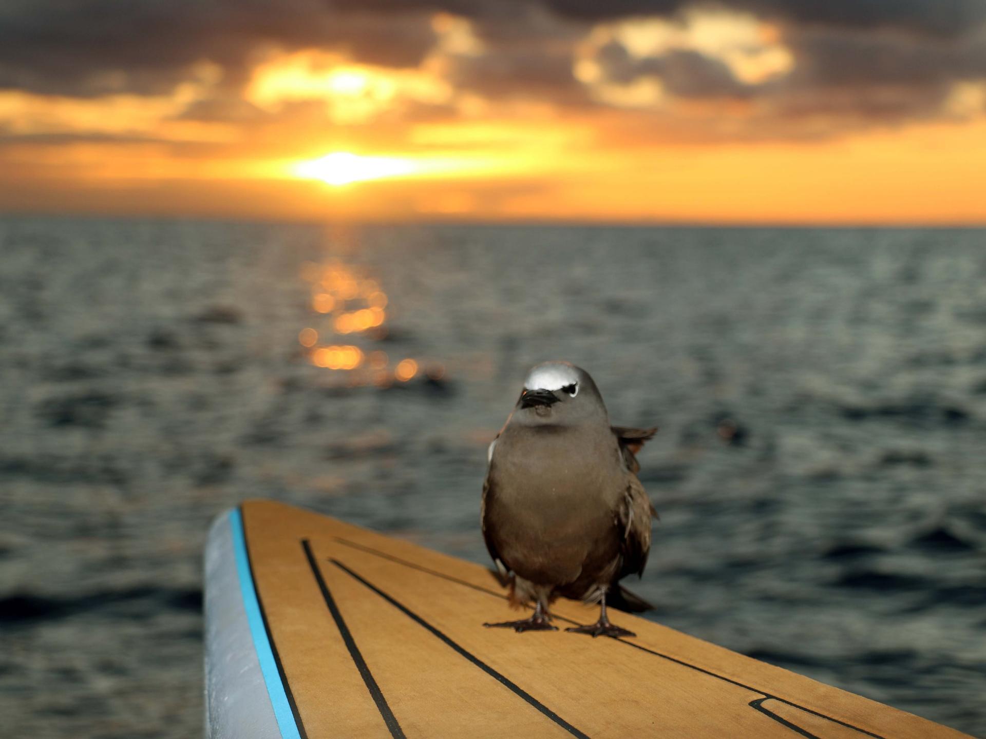 Luxury Sunset Snorkel Cruise with Dolphin Watch in Ko Olina - Thumbnail 3
