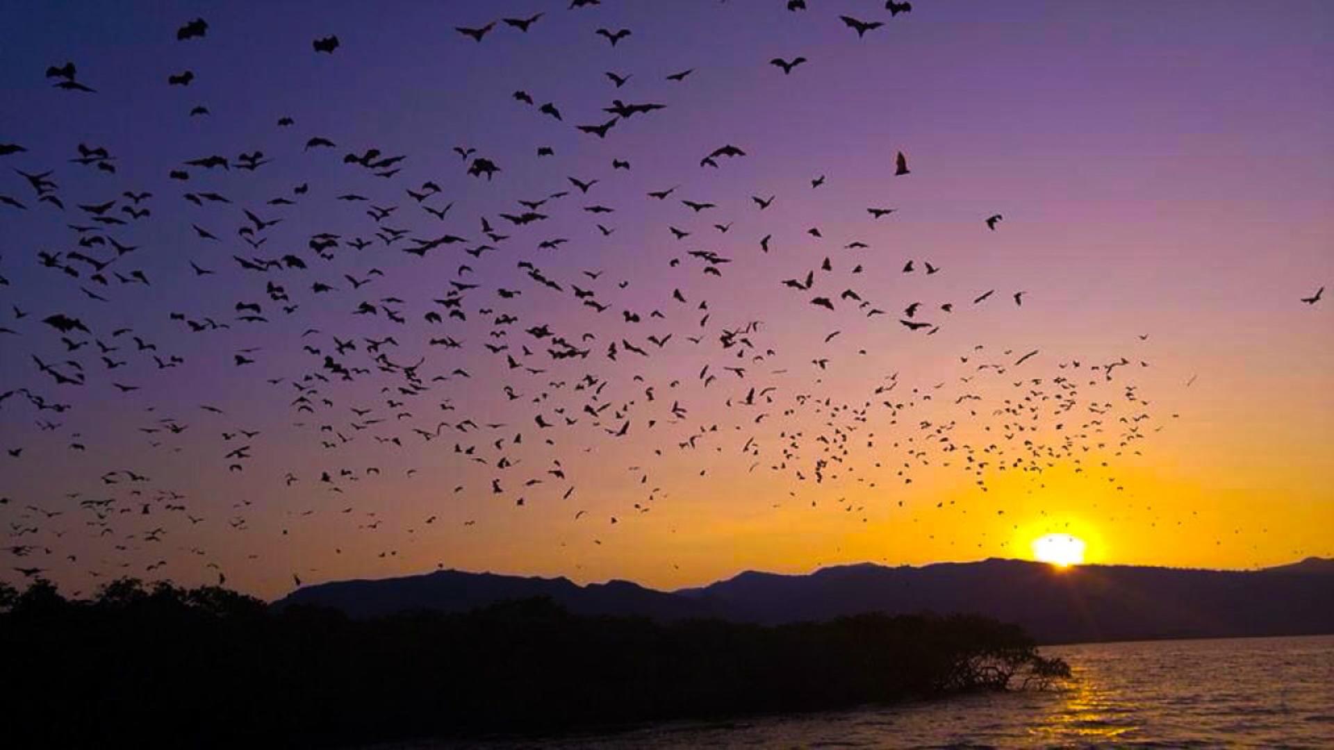 Flying Fox Sunset Cruise Private Boat Charter Komodo Labuan Bajo - Image 1
