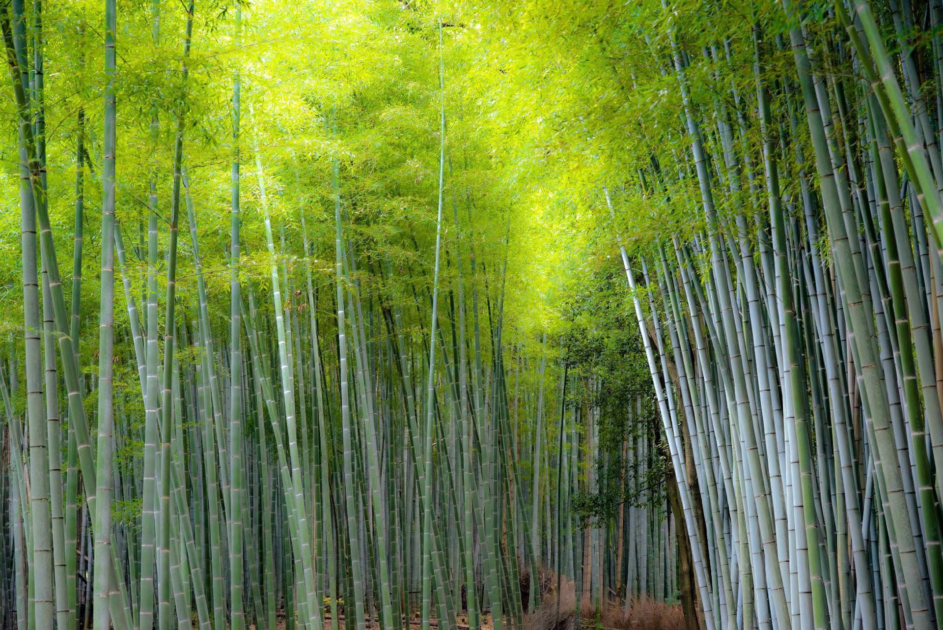 【Kyoto & Nara Historical and Cultural Scenic Day Tour】Arashiyama Scenic Railway & Fushimi Inari-taisha Shrine Senbon Torii & Nara Park & Togetsukyo Bridge & Bamboo Grove Path & Kimono Forest (Departing from Osaka or Kyoto) - Thumbnail 51