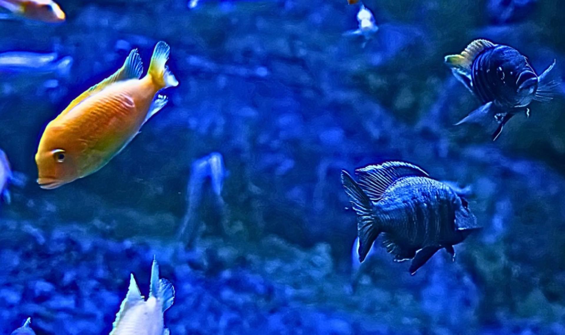 ViaSea Aquarium Ticket - Thumbnail 5