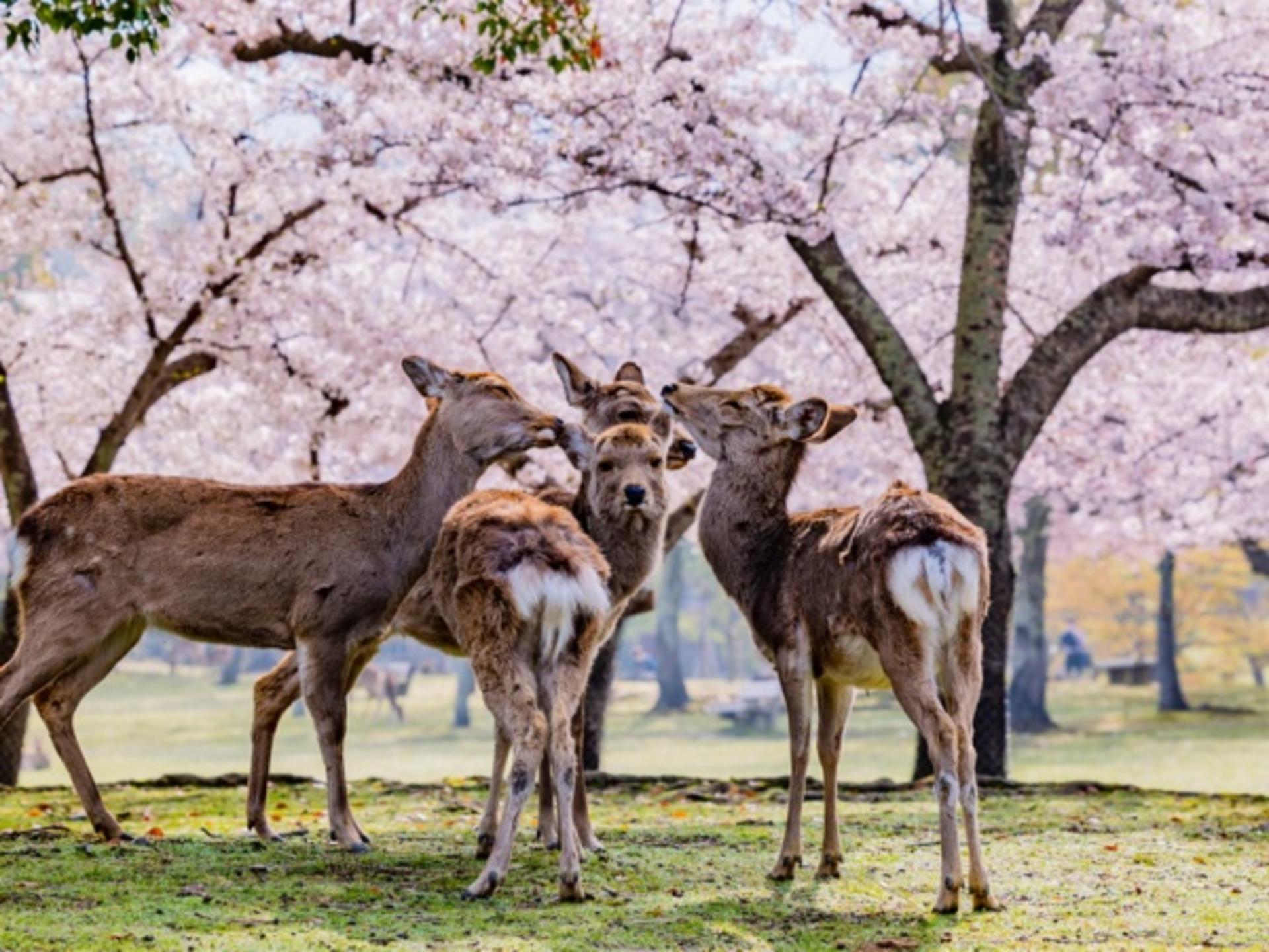 Classic Panoramic Tour: A Day Trip to Kyoto and Nara to Encounter Adorable Deer - Thumbnail 9