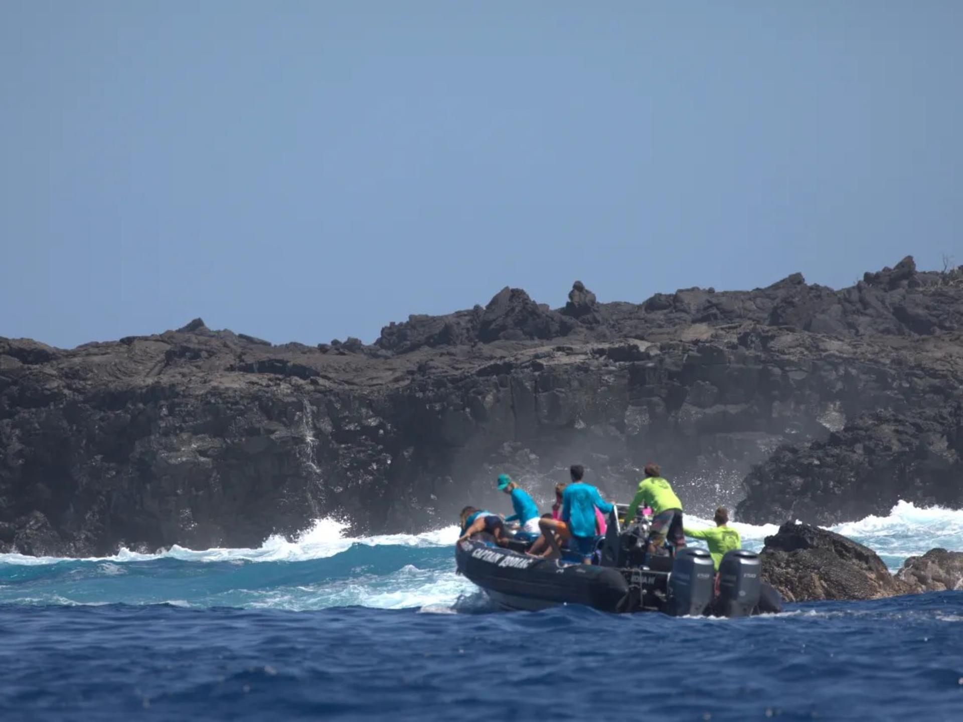 Pelagic Wildlife Excursion Experience in Honolulu - Thumbnail 3