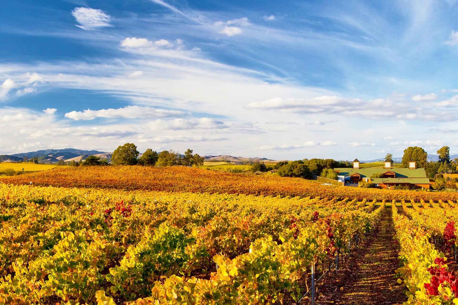 Muir Woods, Sonoma and Napa Wine Country Day Tour from San Francisco - Thumbnail 4